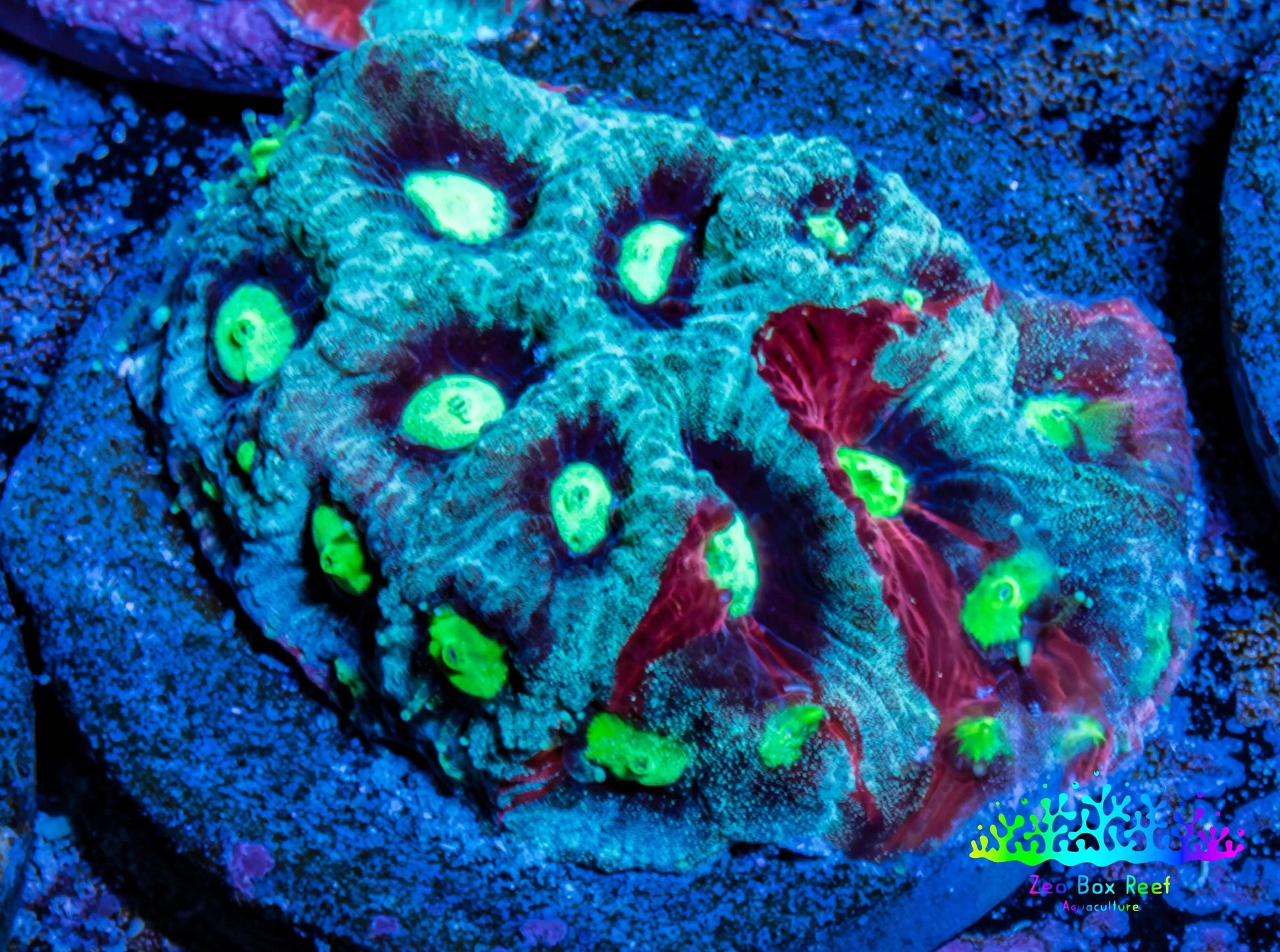 Favites Coral - Frag WYSIWYG Favites Coral - Frag WYSIWYG Aquarium Decor Favites Coral - Frag WYSIWYG Zeo Box Reef