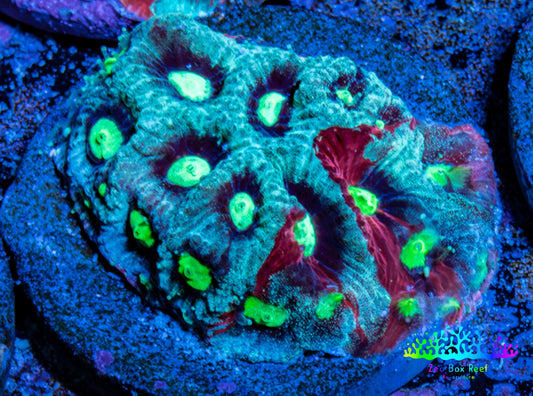 Favites Coral - Frag WYSIWYG Favites Coral - Frag WYSIWYG Aquarium Decor Favites Coral - Frag WYSIWYG Zeo Box Reef
