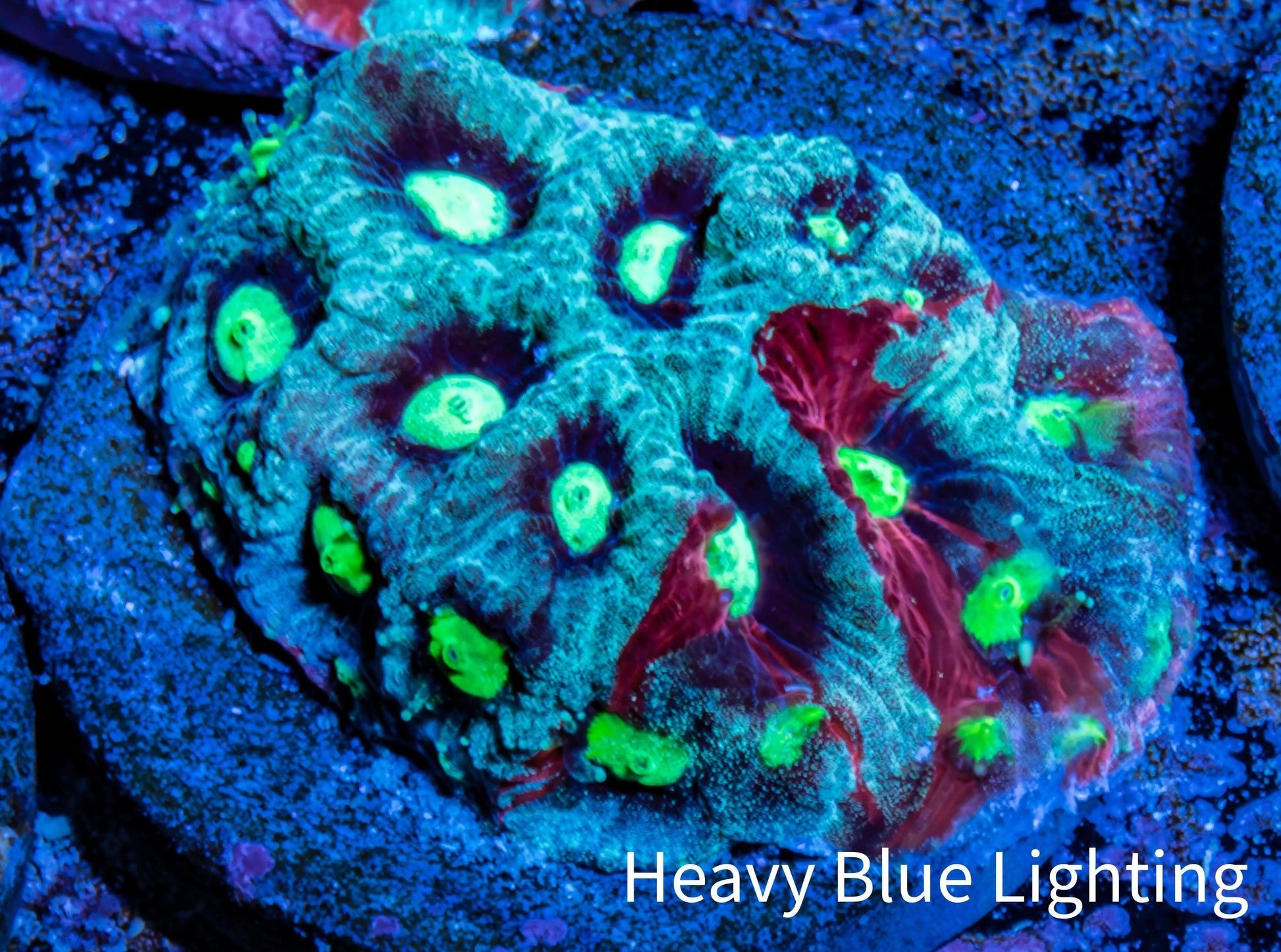 Favites Coral - Frag WYSIWYG Favites Coral - Frag WYSIWYG Aquarium Decor Favites Coral - Frag WYSIWYG Zeo Box Reef