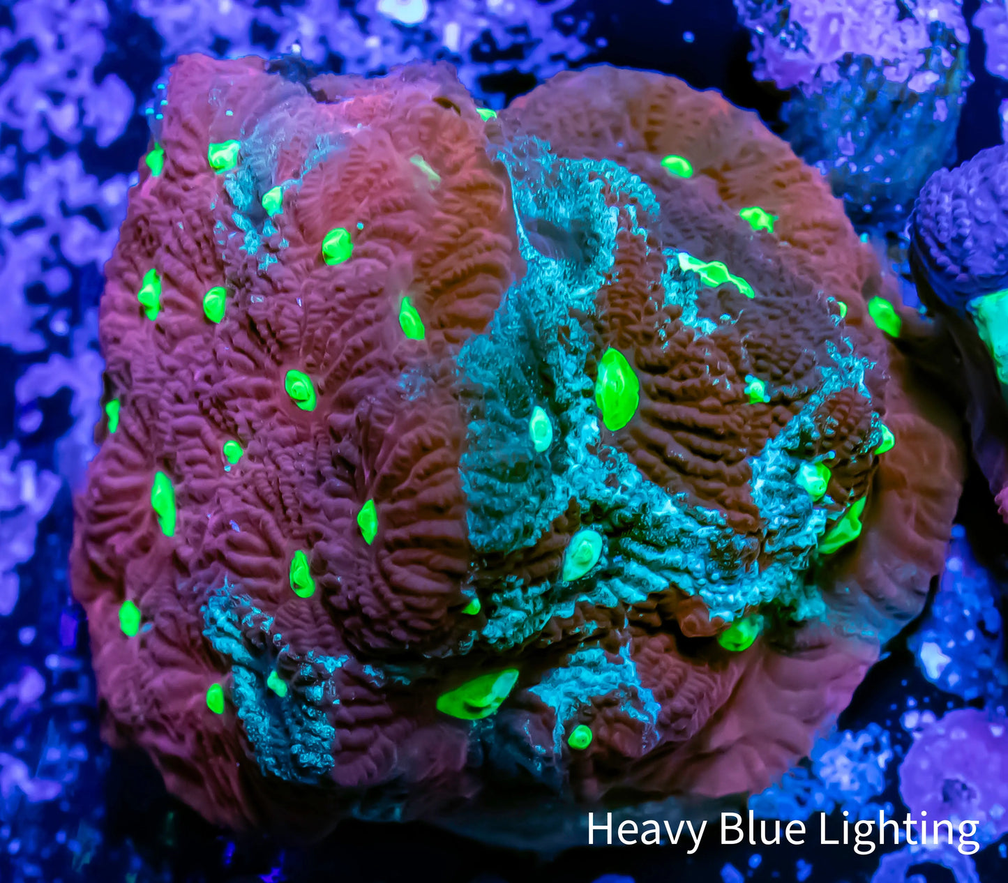 Favites Coral - Green, Red and Yellow Frag Favites Coral - Green, Red and Yellow Frag Aquarium Decor Favites Coral - Green, Red and Yellow Frag Zeo Box Reef