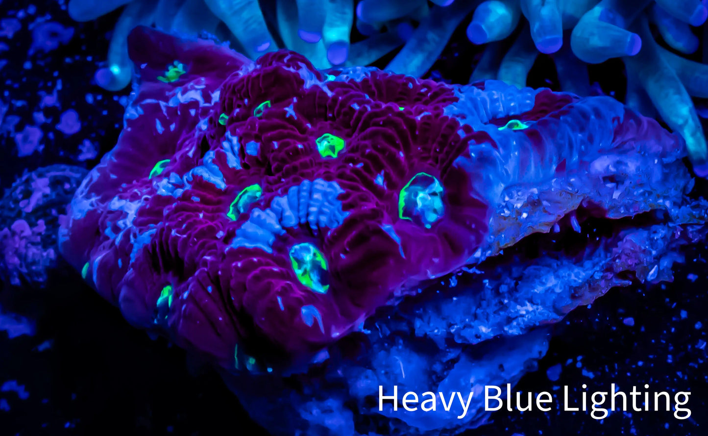 Favites Coral - WYSIWYG Frag - A1R4B2 Favites Coral - WYSIWYG Frag - A1R4B2 Aquarium Decor Favites Coral - WYSIWYG Frag - A1R4B2 Zeo Box Reef
