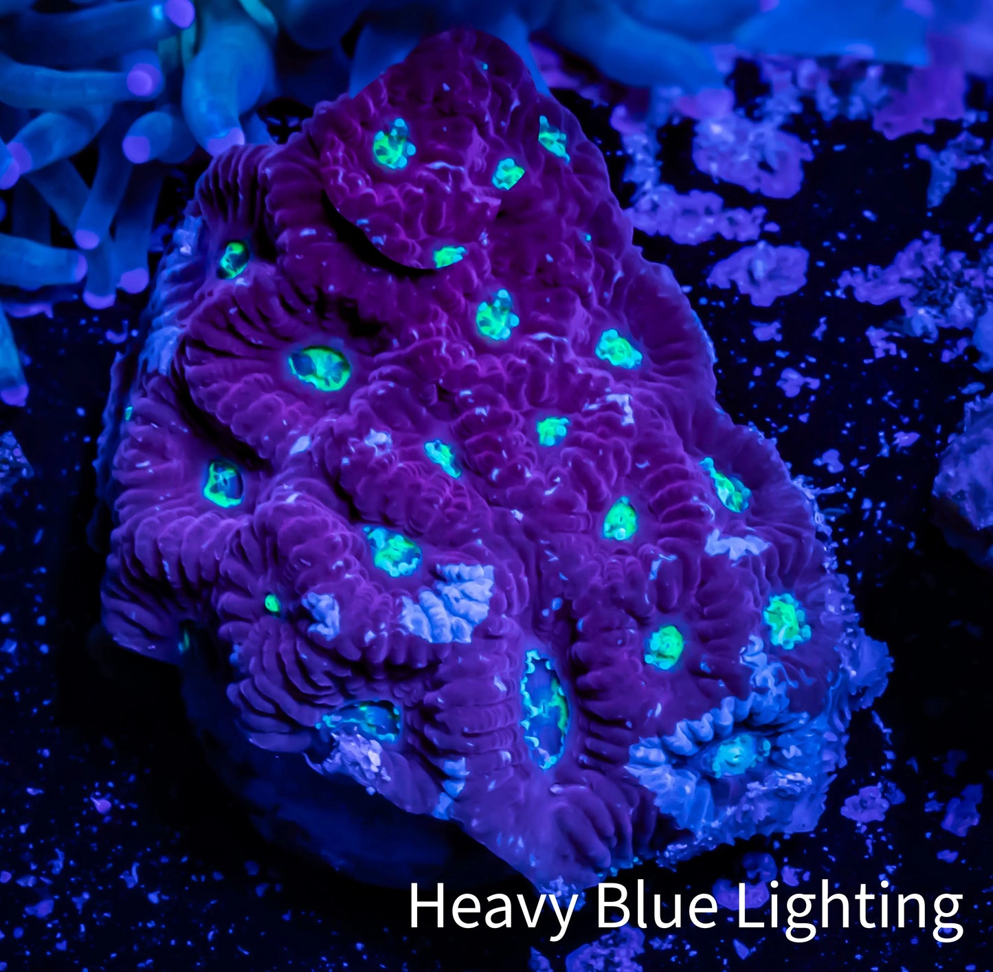 Favites Coral - WYSIWYG Frag - A2R4B2 Favites Coral - WYSIWYG Frag - A2R4B2 Aquarium Decor Favites Coral - WYSIWYG Frag - A2R4B2 Zeo Box Reef