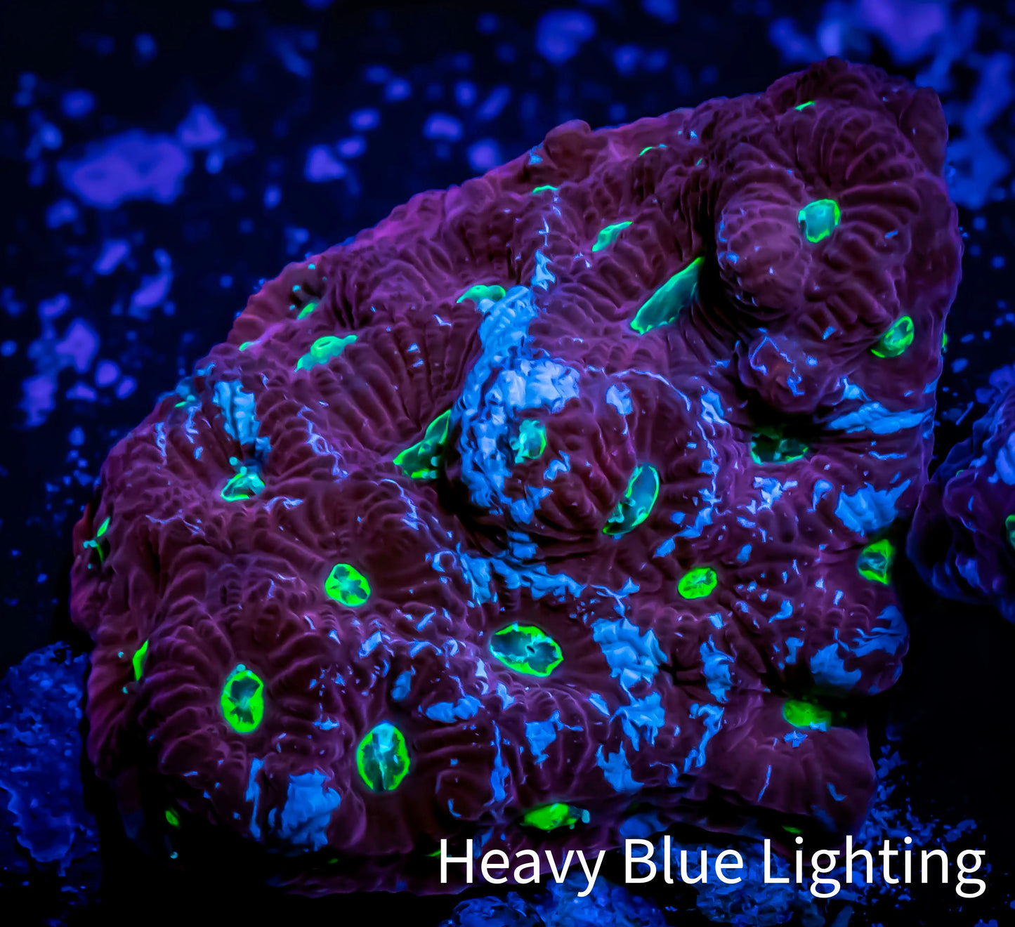 Favites Coral - WYSIWYG Frag - B1R4B2 Favites Coral - WYSIWYG Frag - B1R4B2 Aquarium Decor Favites Coral - WYSIWYG Frag - B1R4B2 Zeo Box Reef