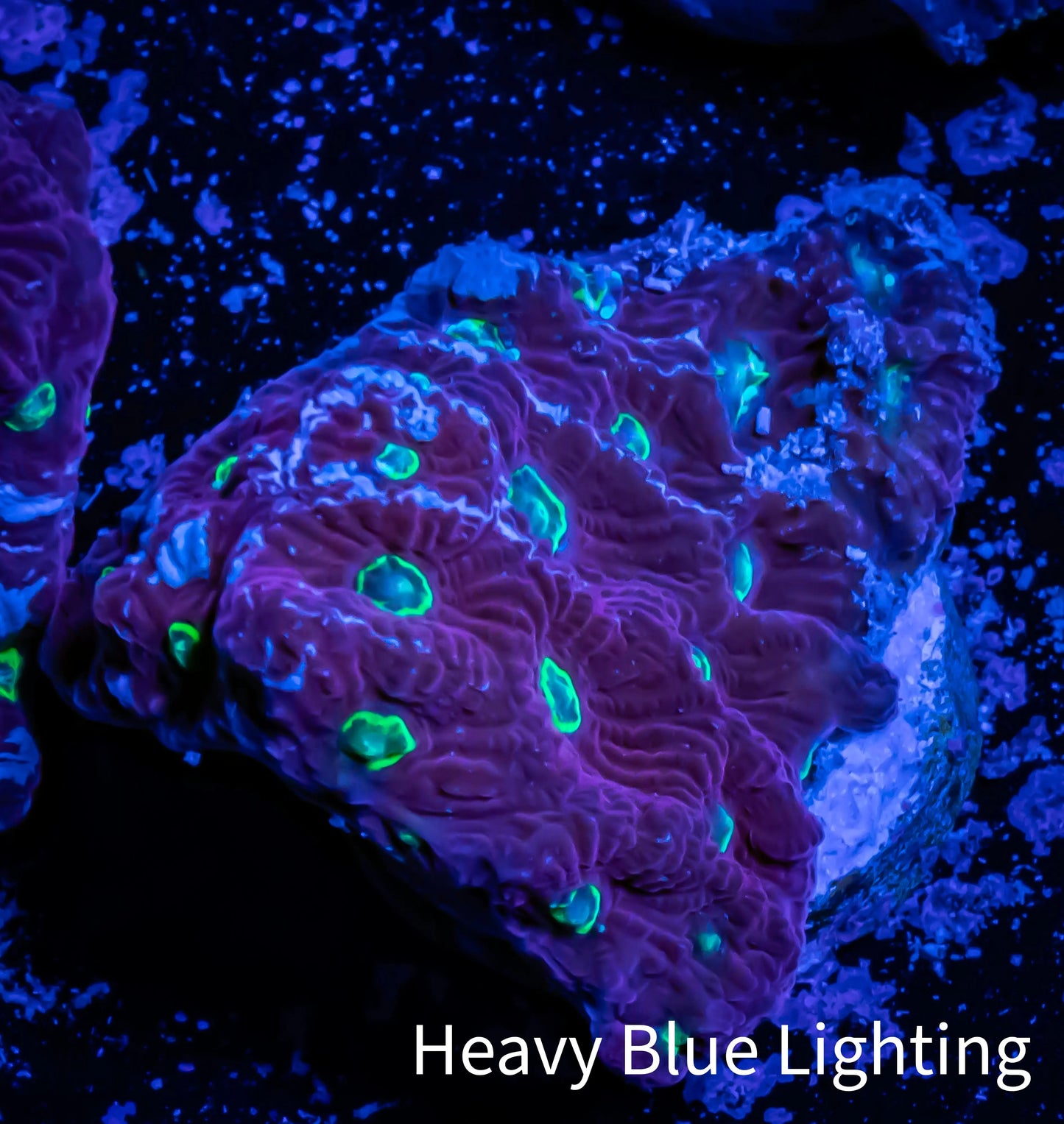 Favites Coral - WYSIWYG Frag - B2R4B2 Favites Coral - WYSIWYG Frag - B2R4B2 Aquarium Decor Favites Coral - WYSIWYG Frag - B2R4B2 Zeo Box Reef