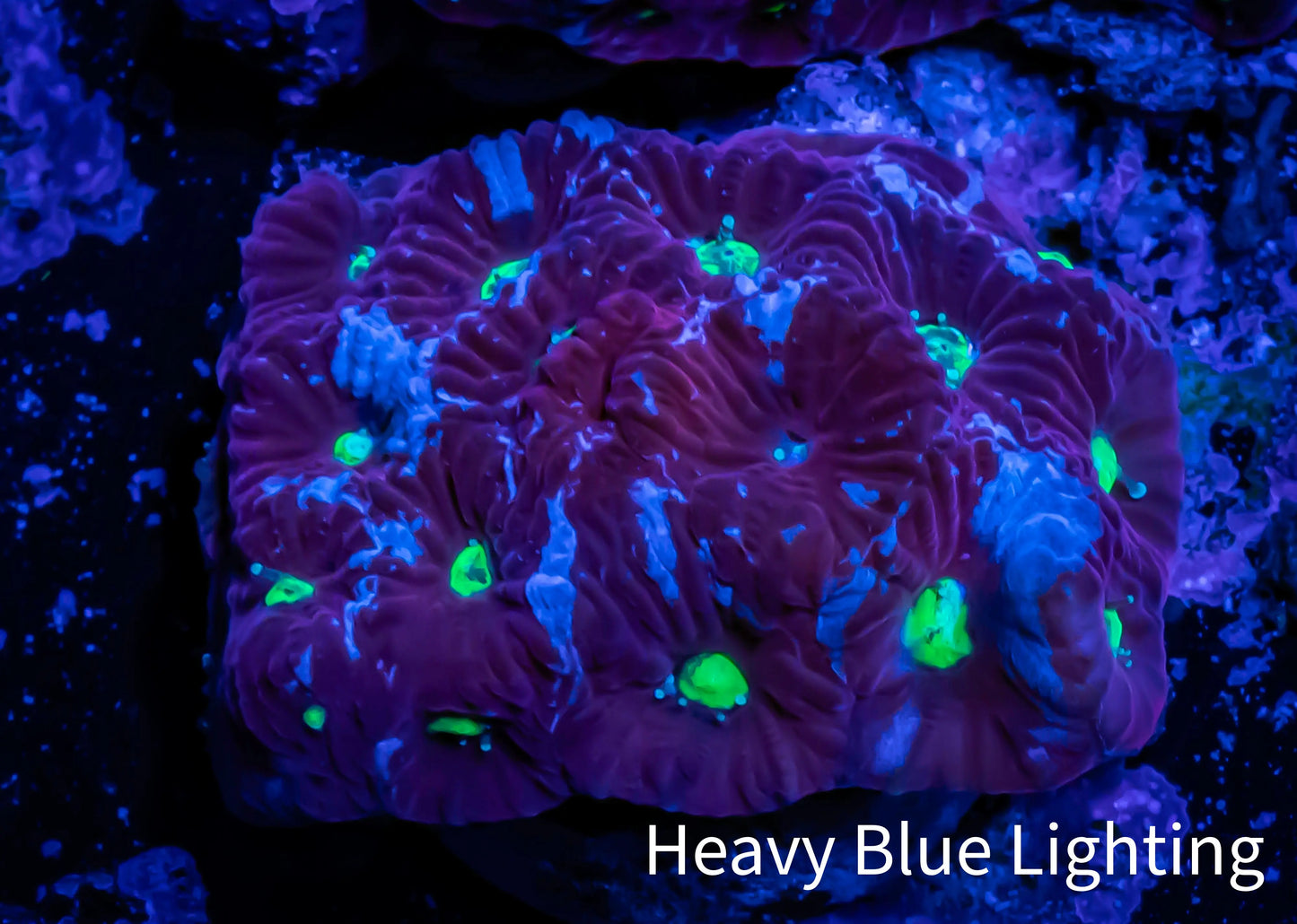 Favites Coral - WYSIWYG Frag - C1R4B2 Favites Coral - WYSIWYG Frag - C1R4B2 Aquarium Decor Favites Coral - WYSIWYG Frag - C1R4B2 Zeo Box Reef