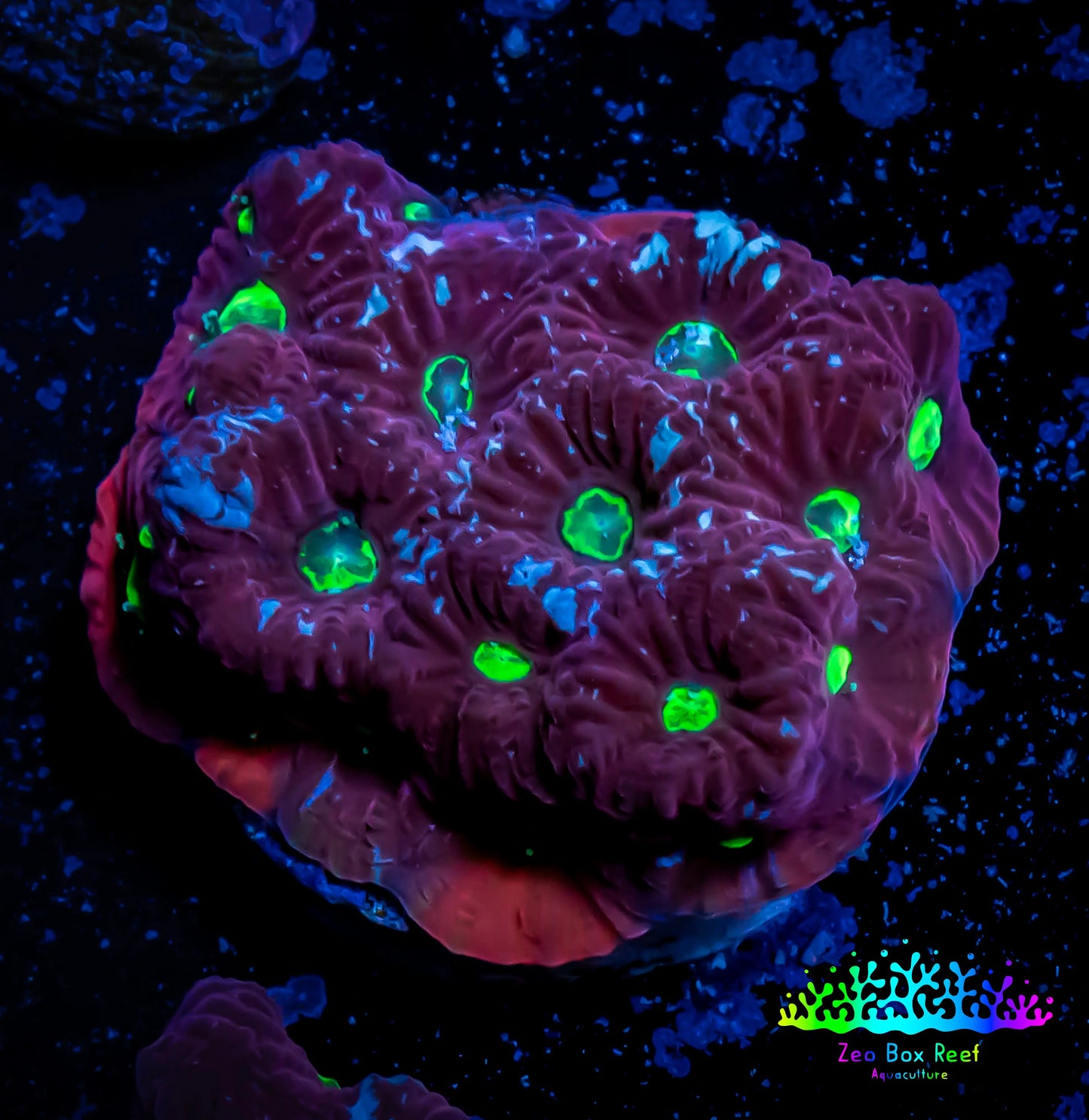Favites Coral - WYSIWYG Frag - D1R4B2 Favites Coral - WYSIWYG Frag - D1R4B2 Aquarium Decor Favites Coral - WYSIWYG Frag - D1R4B2 Zeo Box Reef
