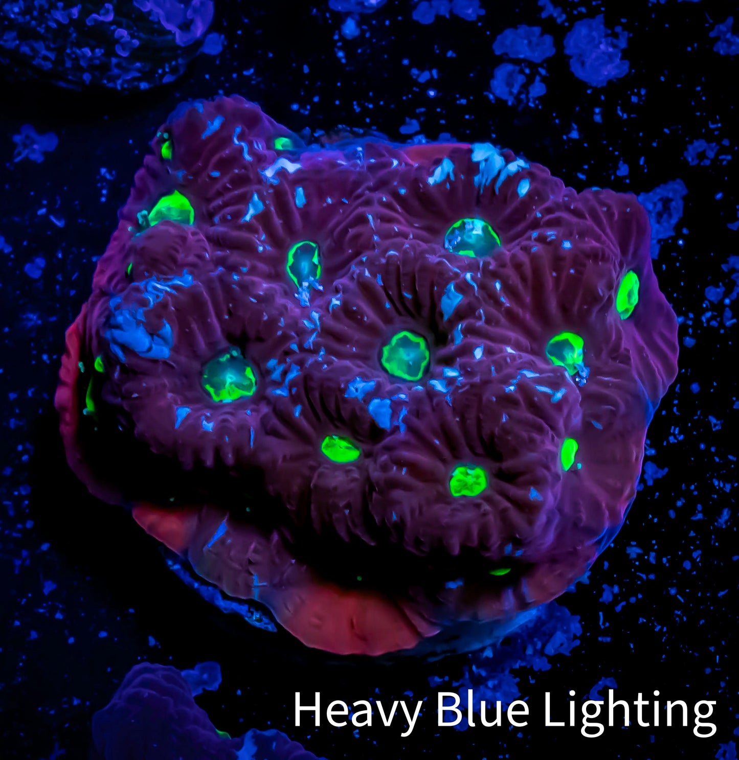 Favites Coral - WYSIWYG Frag - D1R4B2 Favites Coral - WYSIWYG Frag - D1R4B2 Aquarium Decor Favites Coral - WYSIWYG Frag - D1R4B2 Zeo Box Reef