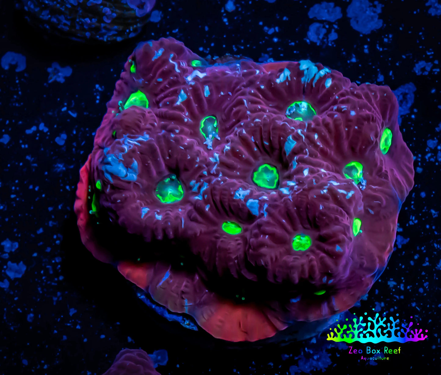 Favites Coral - WYSIWYG Frag - E1R4B2 Favites Coral - WYSIWYG Frag - E1R4B2 Aquarium Decor Favites Coral - WYSIWYG Frag - E1R4B2 Zeo Box Reef