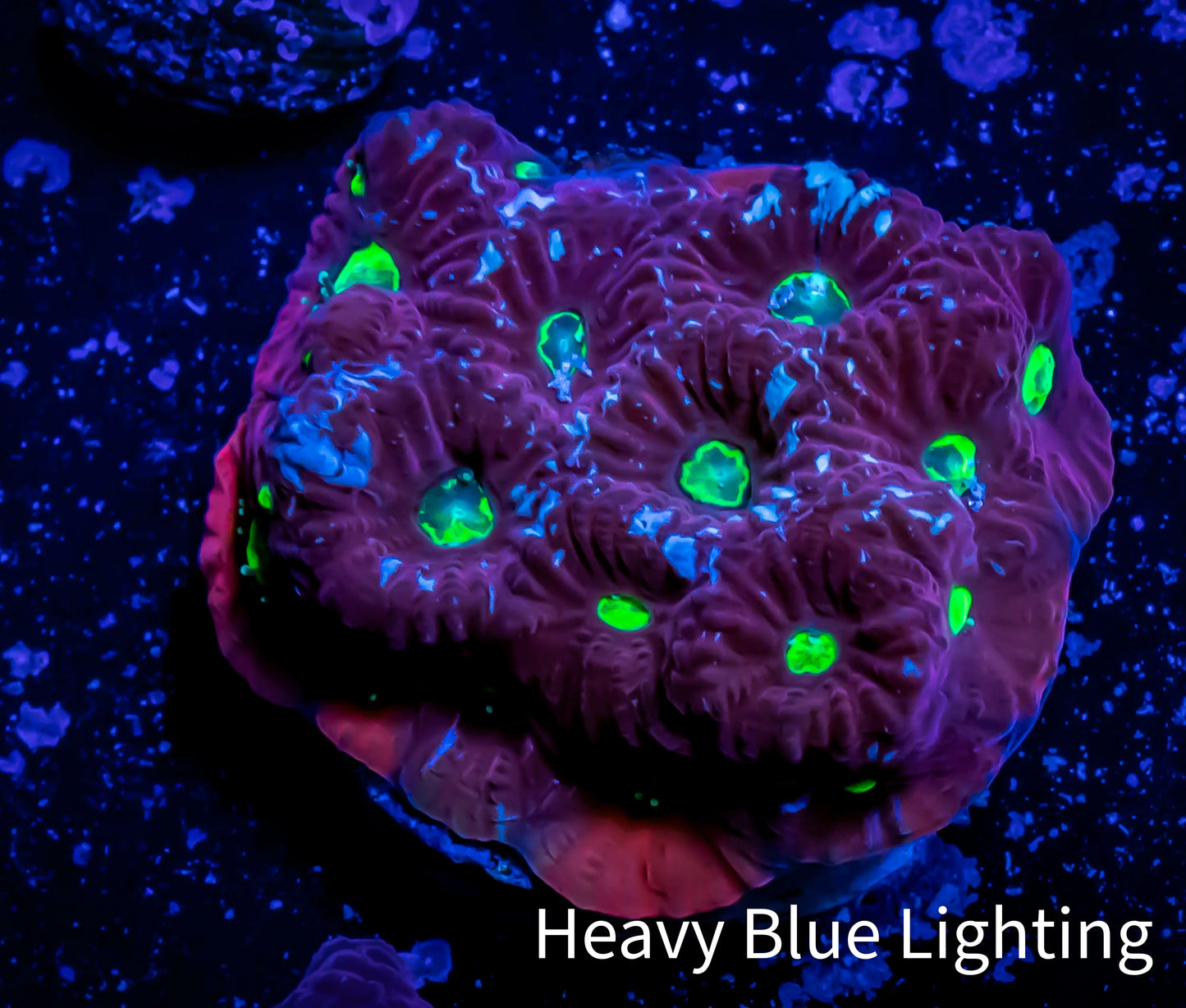 Favites Coral - WYSIWYG Frag - E1R4B2 Favites Coral - WYSIWYG Frag - E1R4B2 Aquarium Decor Favites Coral - WYSIWYG Frag - E1R4B2 Zeo Box Reef