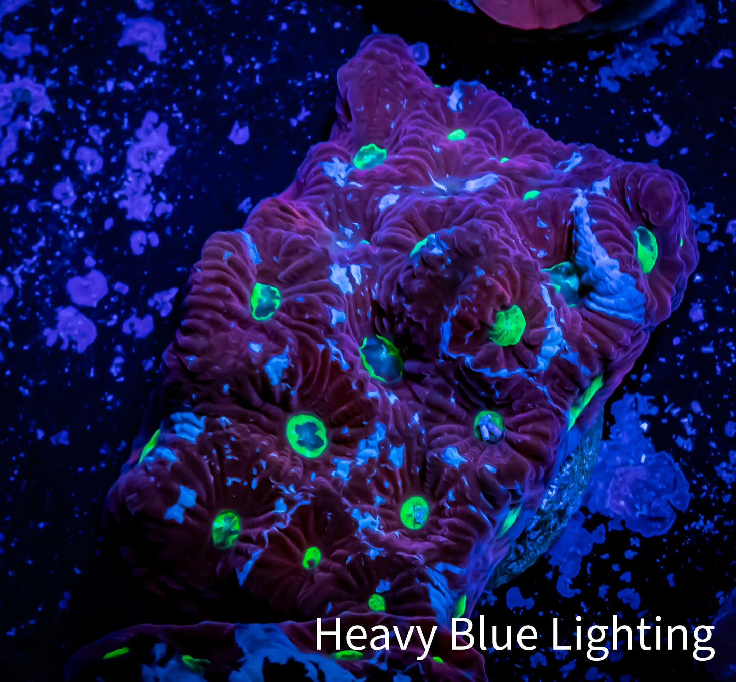 Favites Coral - WYSIWYG Frag - F1R4B2 Favites Coral - WYSIWYG Frag - F1R4B2 Aquarium Decor Favites Coral - WYSIWYG Frag - F1R4B2 Zeo Box Reef