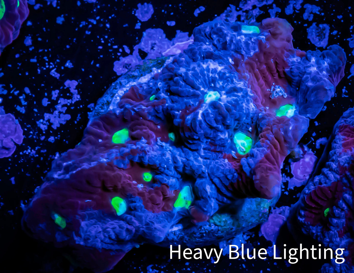 Favites Coral - WYSIWYG Frag - F2R4B2 Favites Coral - WYSIWYG Frag - F2R4B2 Aquarium Decor Favites Coral - WYSIWYG Frag - F2R4B2 Zeo Box Reef