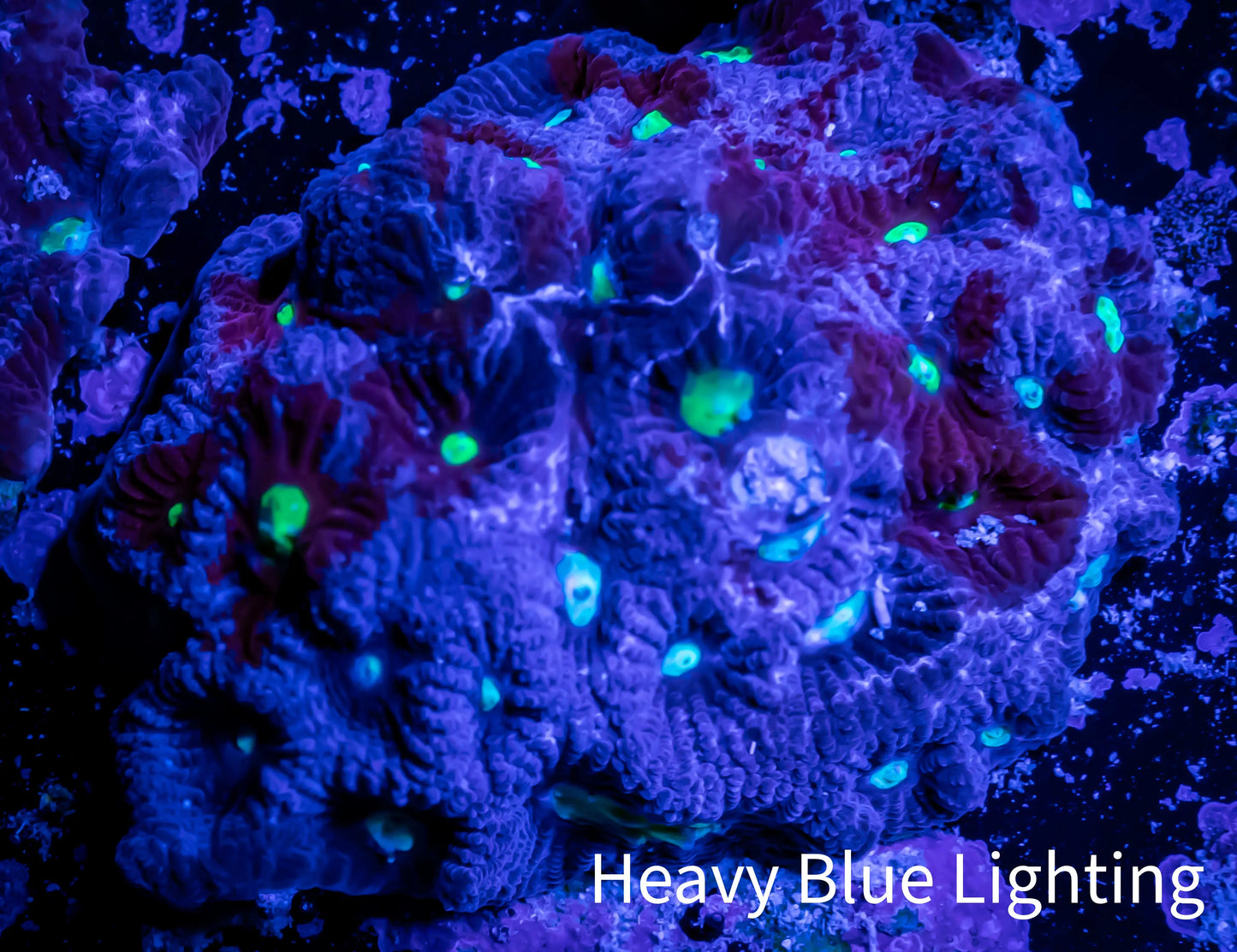 Favites Coral - WYSIWYG Frag - F3R4B2 Favites Coral - WYSIWYG Frag - F3R4B2 Aquarium Decor Favites Coral - WYSIWYG Frag - F3R4B2 Zeo Box Reef