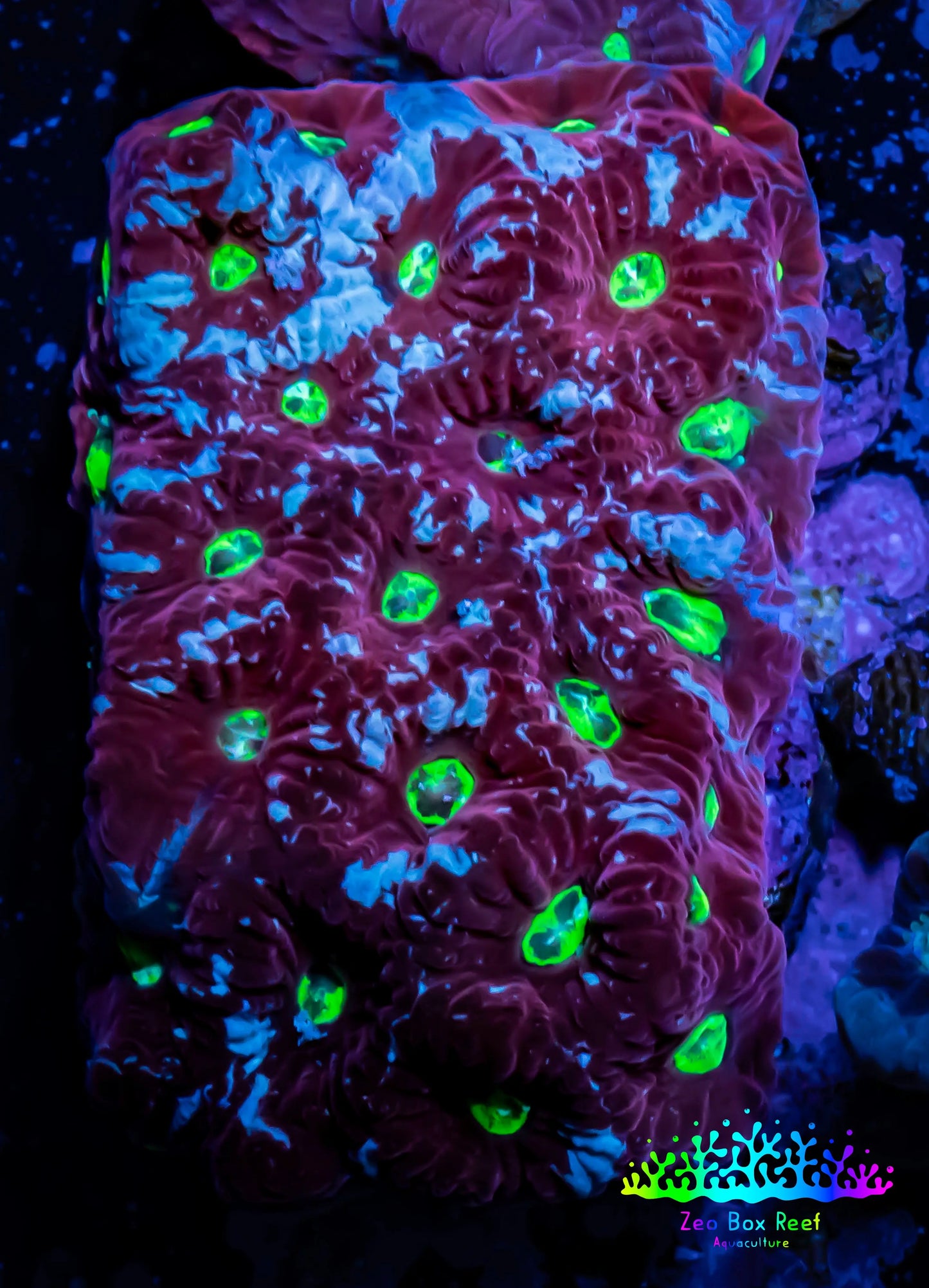 Favites Coral - WYSIWYG Frag - G1R4B2 Favites Coral - WYSIWYG Frag - G1R4B2 Aquarium Decor Favites Coral - WYSIWYG Frag - G1R4B2 Zeo Box Reef