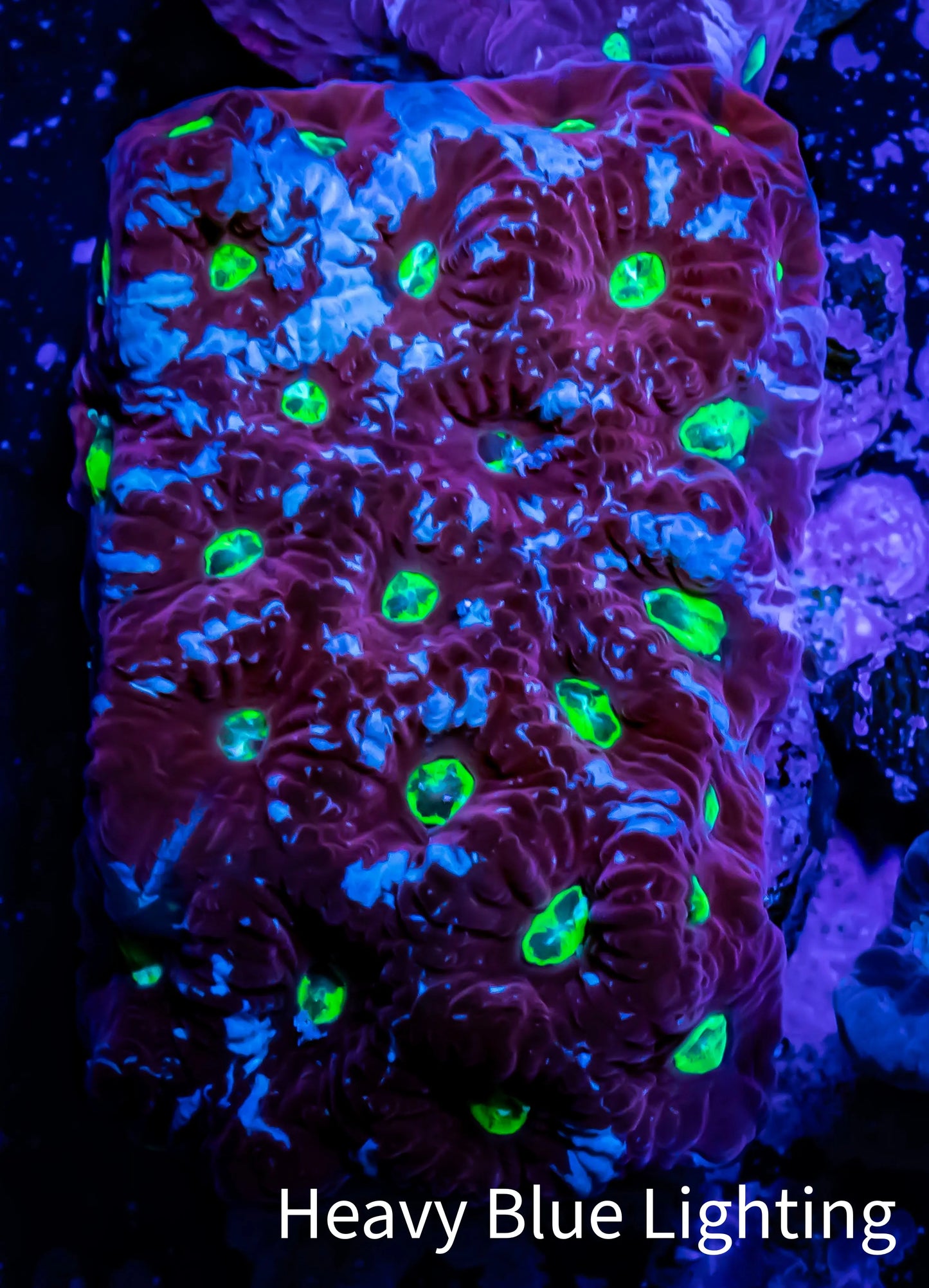 Favites Coral - WYSIWYG Frag - G1R4B2 Favites Coral - WYSIWYG Frag - G1R4B2 Aquarium Decor Favites Coral - WYSIWYG Frag - G1R4B2 Zeo Box Reef