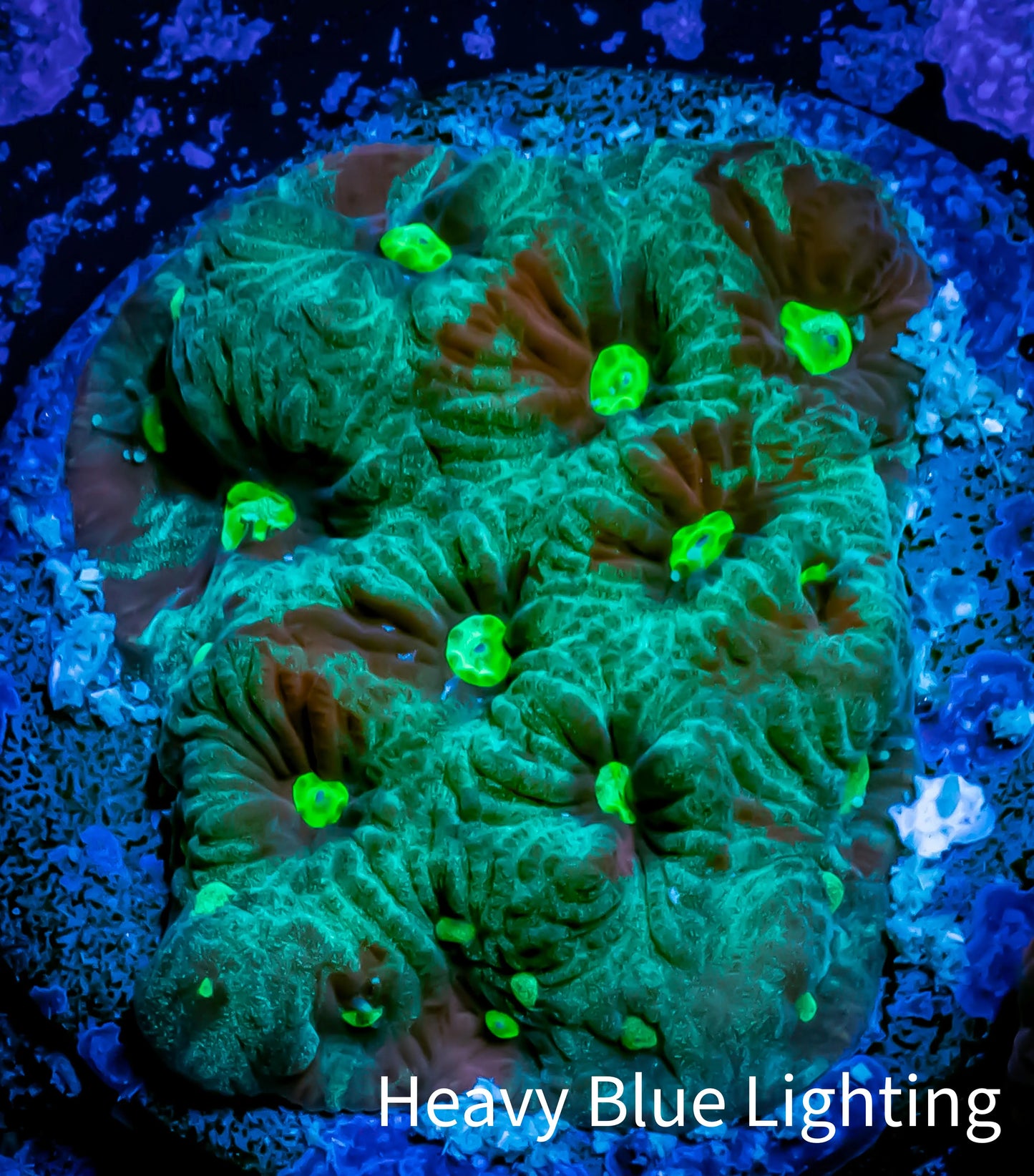 Favites Coral - WYSIWYG Frag - G1R4B2 Favites Coral - WYSIWYG Frag - G1R4B2 Aquarium Decor Favites Coral - WYSIWYG Frag - G1R4B2 Zeo Box Reef