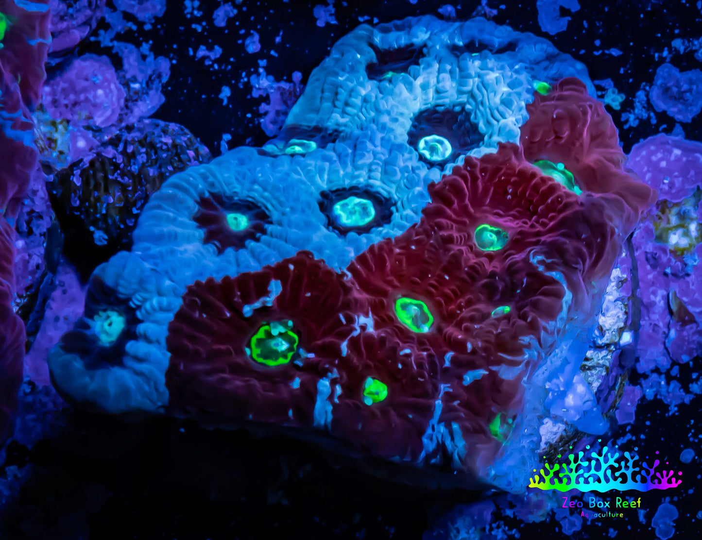 Favites Coral - WYSIWYG Frag - G2R4B2 Favites Coral - WYSIWYG Frag - G2R4B2 Aquarium Decor Favites Coral - WYSIWYG Frag - G2R4B2 Zeo Box Reef