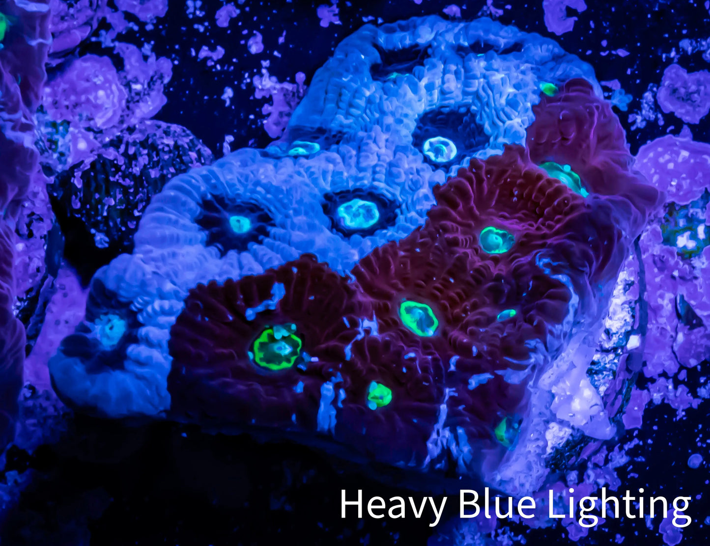 Favites Coral - WYSIWYG Frag - G2R4B2 Favites Coral - WYSIWYG Frag - G2R4B2 Aquarium Decor Favites Coral - WYSIWYG Frag - G2R4B2 Zeo Box Reef