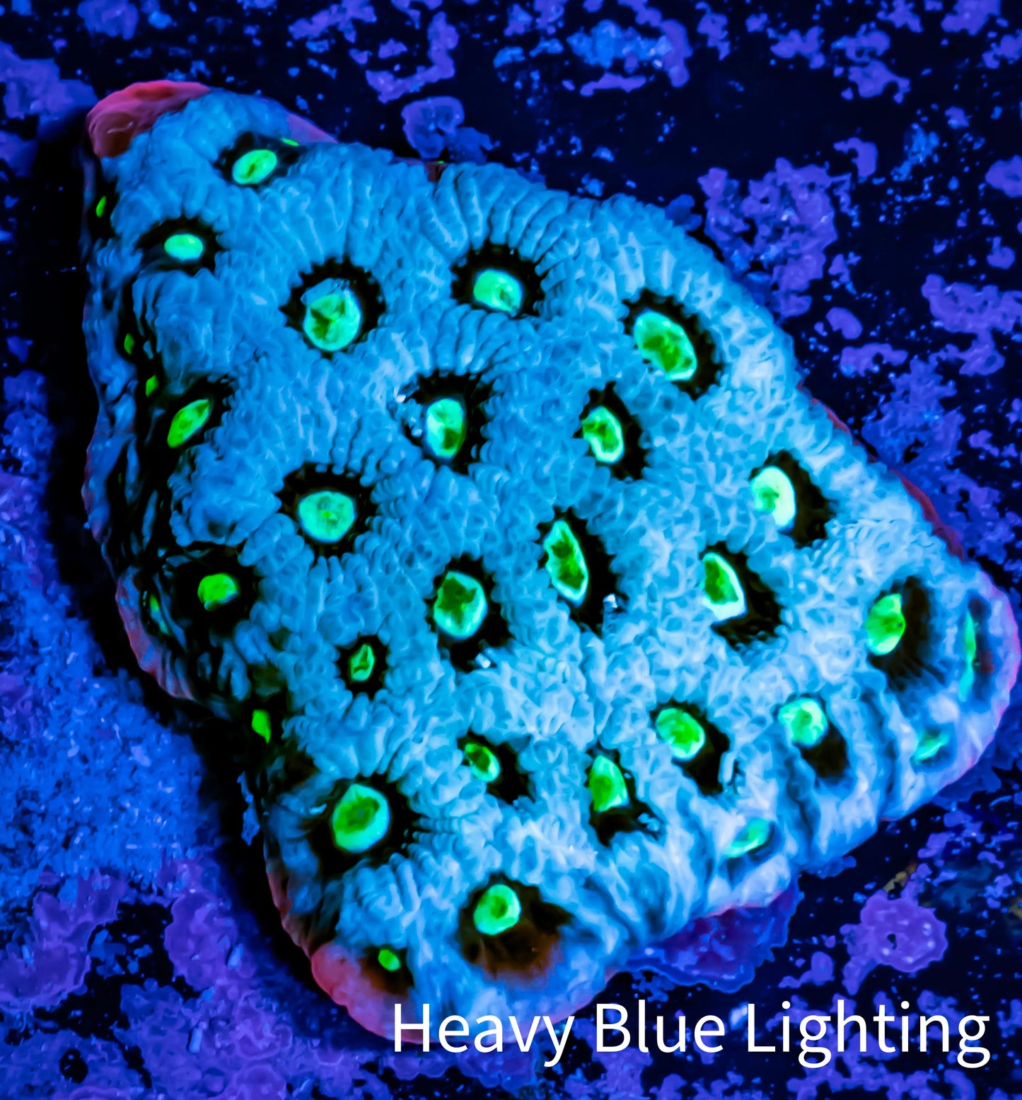 Favites Coral - WYSIWYG Frag - H2R4B2 Favites Coral - WYSIWYG Frag - H2R4B2 Aquarium Decor Favites Coral - WYSIWYG Frag - H2R4B2 Zeo Box Reef