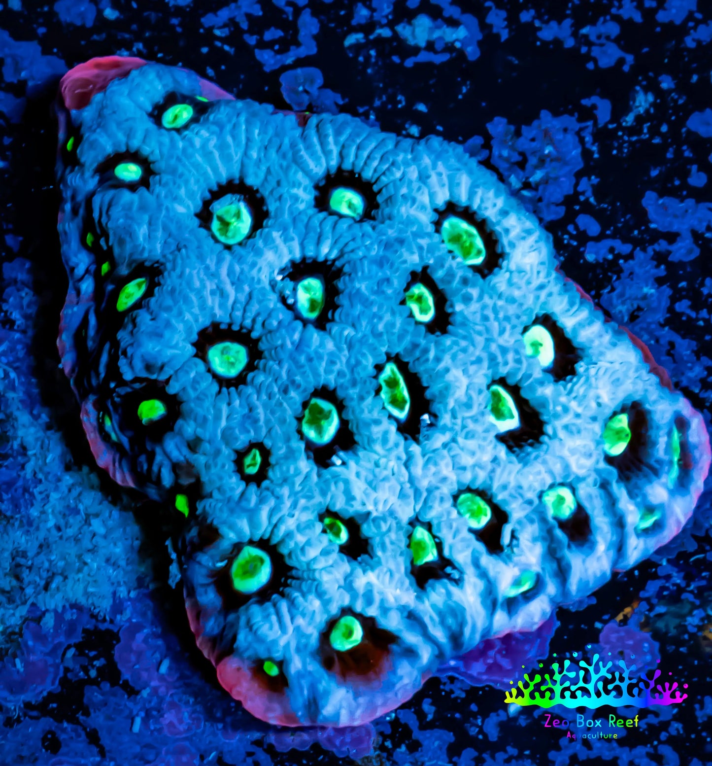 Favites Coral - WYSIWYG Frag - H2R4B2 Favites Coral - WYSIWYG Frag - H2R4B2 Aquarium Decor Favites Coral - WYSIWYG Frag - H2R4B2 Zeo Box Reef