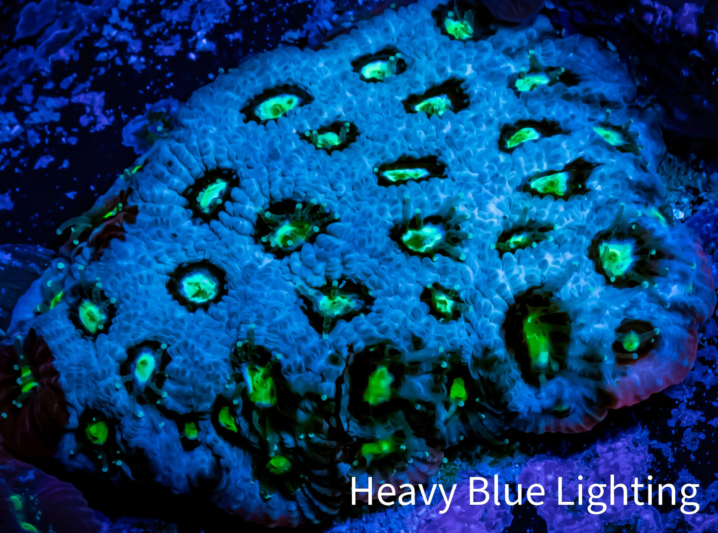 Favites Coral - WYSIWYG Frag - H2R4B2 Favites Coral - WYSIWYG Frag - H2R4B2 Aquarium Decor Favites Coral - WYSIWYG Frag - H2R4B2 Zeo Box Reef