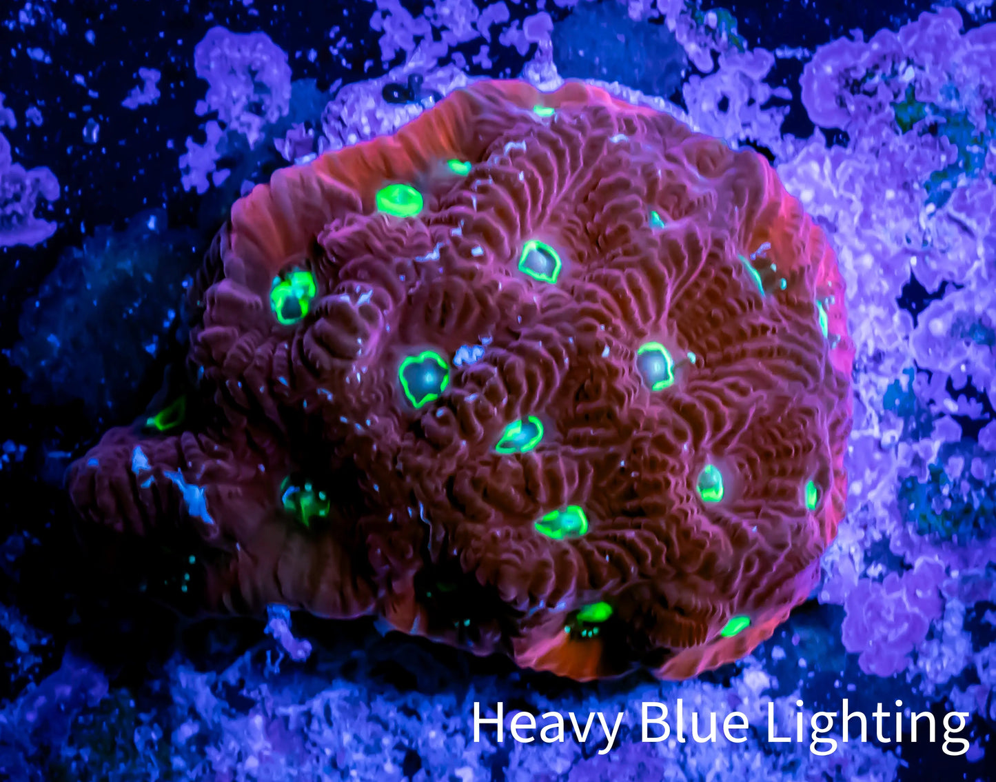 Favites Coral - WYSIWYG Frag - H3R4B2 Favites Coral - WYSIWYG Frag - H3R4B2 Aquarium Decor Favites Coral - WYSIWYG Frag - H3R4B2 Zeo Box Reef