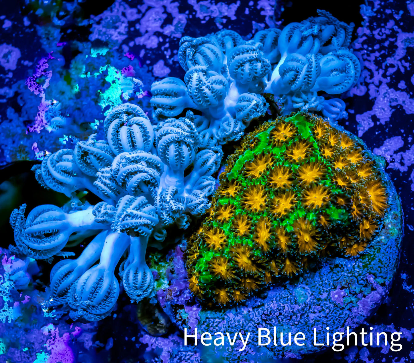 Forest Fire Lepto and Xenia Combo Frag WYSIWYG Forest Fire Lepto and Xenia Combo Frag WYSIWYG Home & Garden Forest Fire Lepto and Xenia Combo Frag WYSIWYG Zeo Box Reef