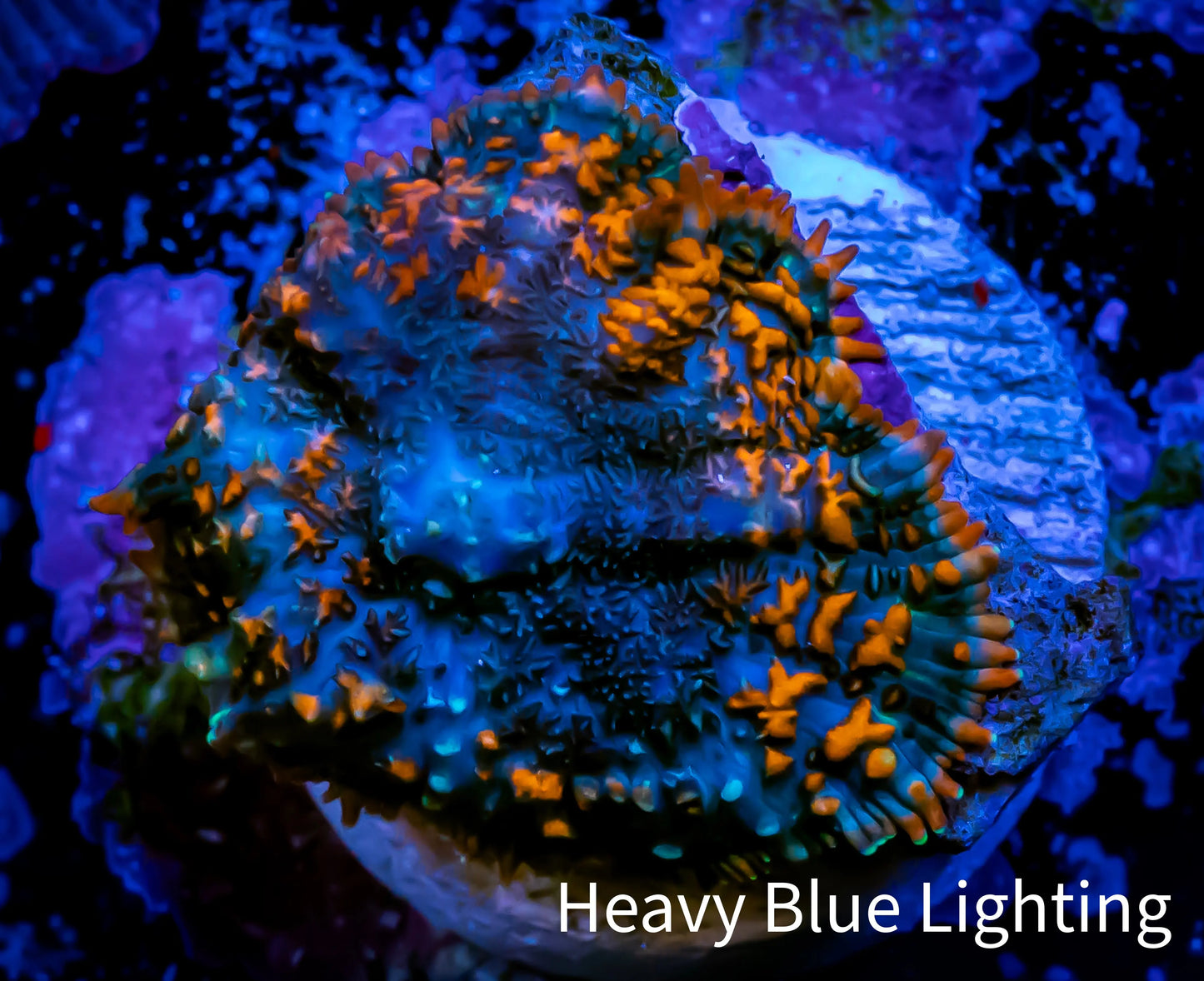 Forest Fire Rhodactis Coral WYSIWYG 1.7cm F5R1B1 Forest Fire Rhodactis Coral WYSIWYG 1.7cm F5R1B1 Animals & Pet Supplies Forest Fire Rhodactis Coral WYSIWYG 1.7cm F5R1B1 Zeo Box Reef