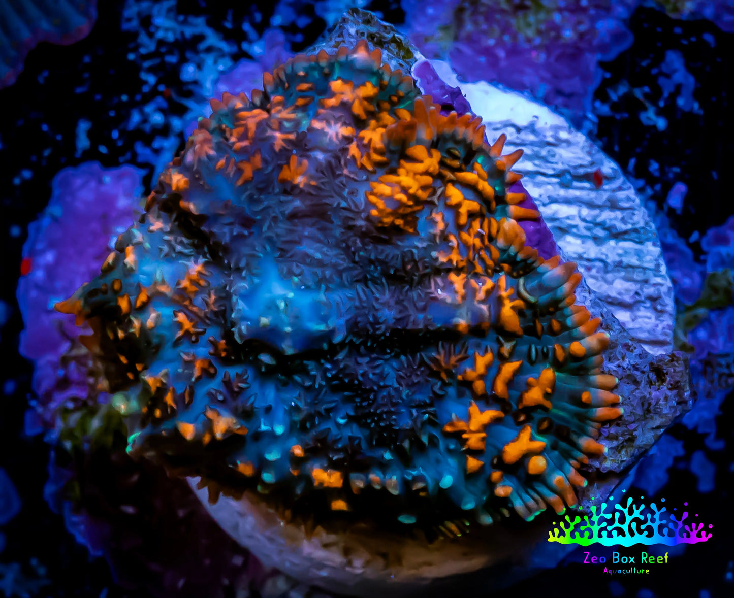 Forest Fire Rhodactis Coral WYSIWYG 1.7cm F5R1B1 Forest Fire Rhodactis Coral WYSIWYG 1.7cm F5R1B1 Animals & Pet Supplies Forest Fire Rhodactis Coral WYSIWYG 1.7cm F5R1B1 Zeo Box Reef