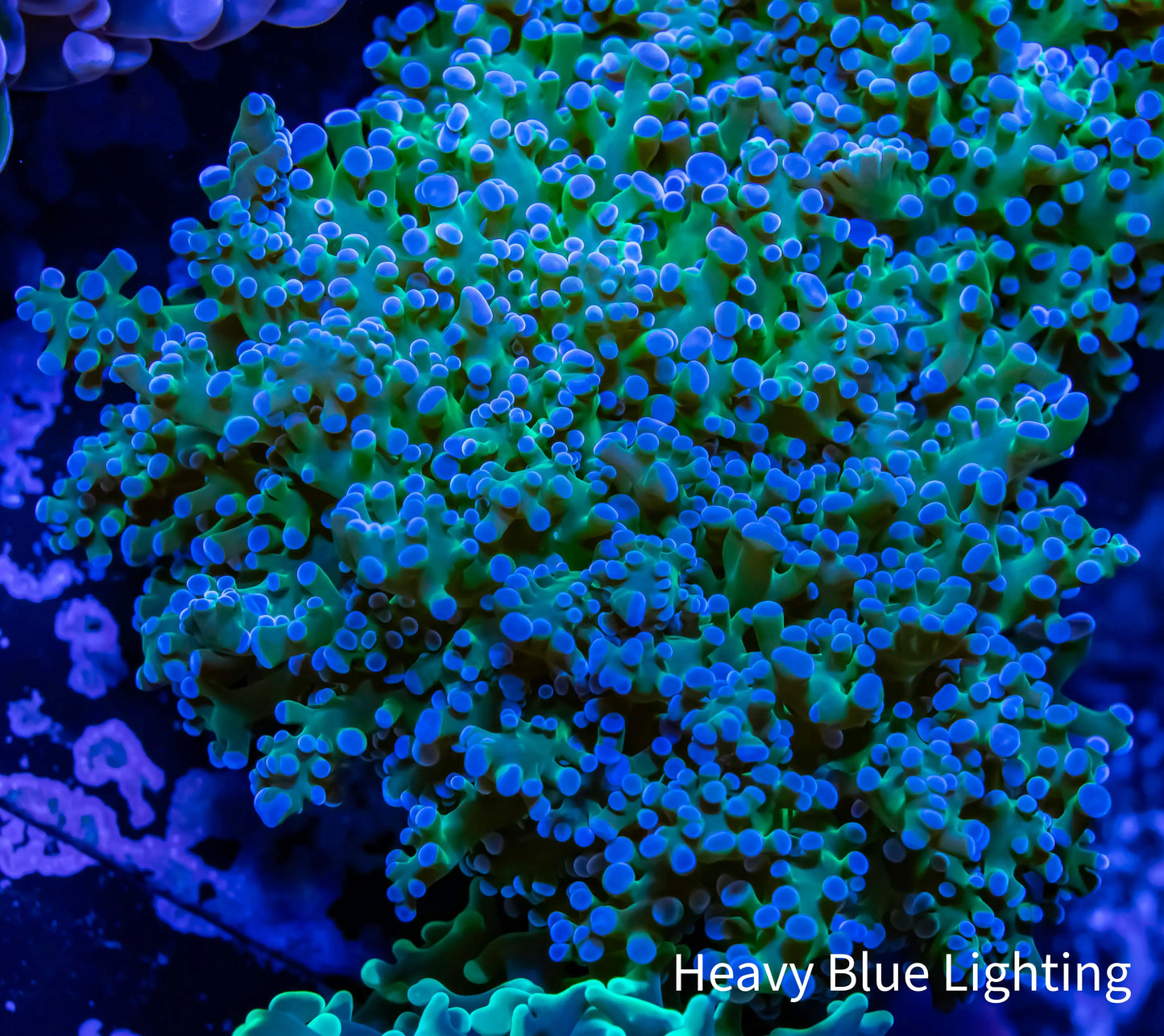 Frogspawn Coral - Ultra Blue Tip Green Stem WYSIWYG 4cm Frogspawn Coral - Ultra Blue Tip Green Stem WYSIWYG 4cm LPS Frogspawn Coral - Ultra Blue Tip Green Stem WYSIWYG 4cm Zeo Box Reef