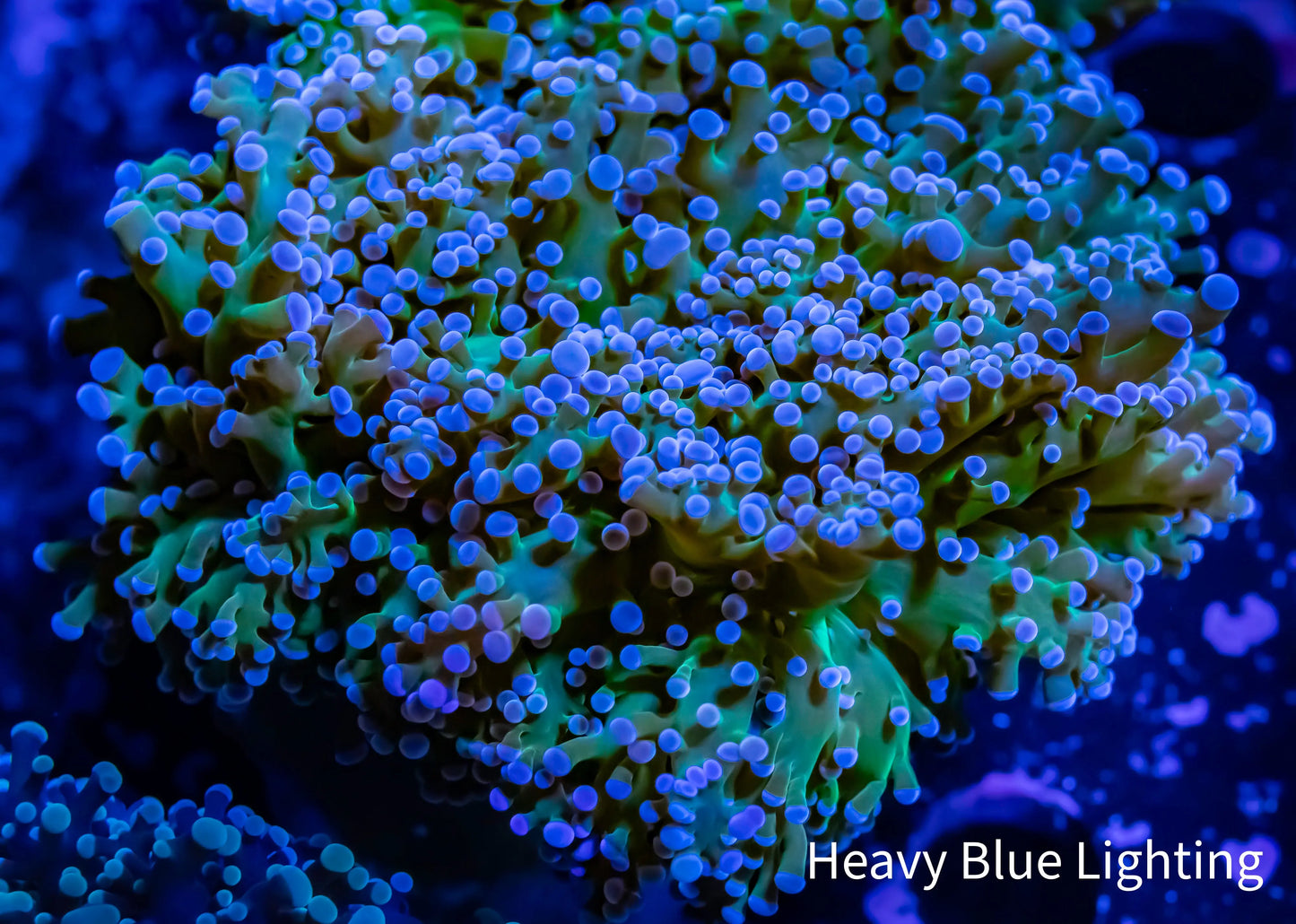 Frogspawn Coral - Ultra Blue Tip Green Stem WYSIWYG 6cm Frogspawn Coral - Ultra Blue Tip Green Stem WYSIWYG 6cm LPS Frogspawn Coral - Ultra Blue Tip Green Stem WYSIWYG 6cm Zeo Box Reef