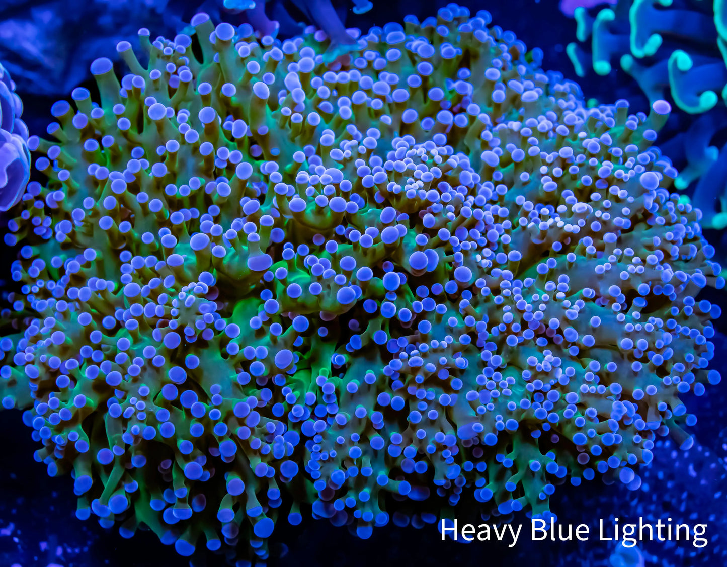 Frogspawn Coral - Ultra Blue Tip Green Stem WYSIWYG 8cm Frogspawn Coral - Ultra Blue Tip Green Stem WYSIWYG 8cm LPS Frogspawn Coral - Ultra Blue Tip Green Stem WYSIWYG 8cm Zeo Box Reef