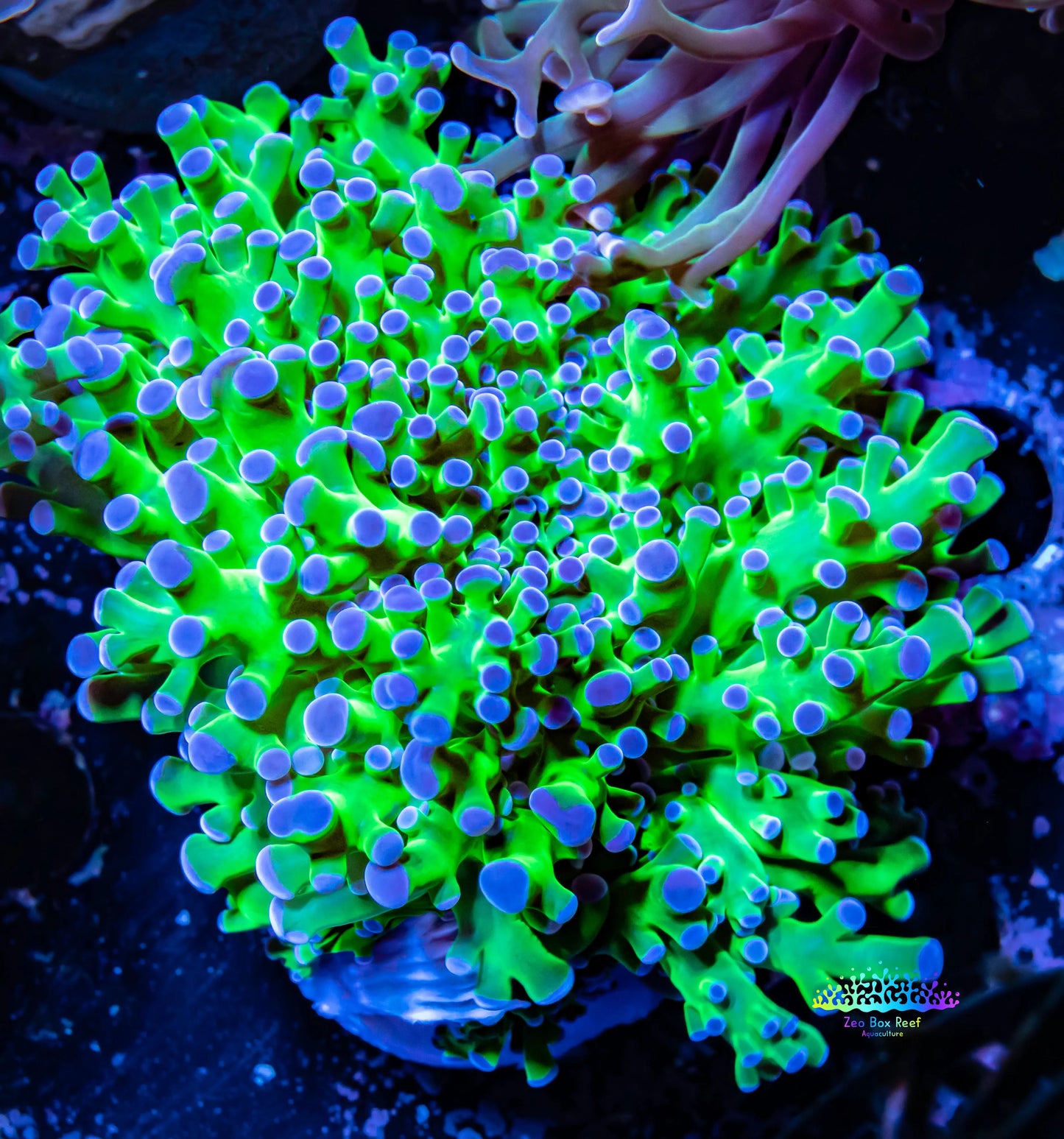 Frogspawn Coral - Ultra Blue Tip Toxic Green Stem WYSIWYG 5cm Frogspawn Coral - Ultra Blue Tip Toxic Green Stem WYSIWYG 5cm LPS Frogspawn Coral - Ultra Blue Tip Toxic Green Stem WYSIWYG 5cm Zeo Box Reef