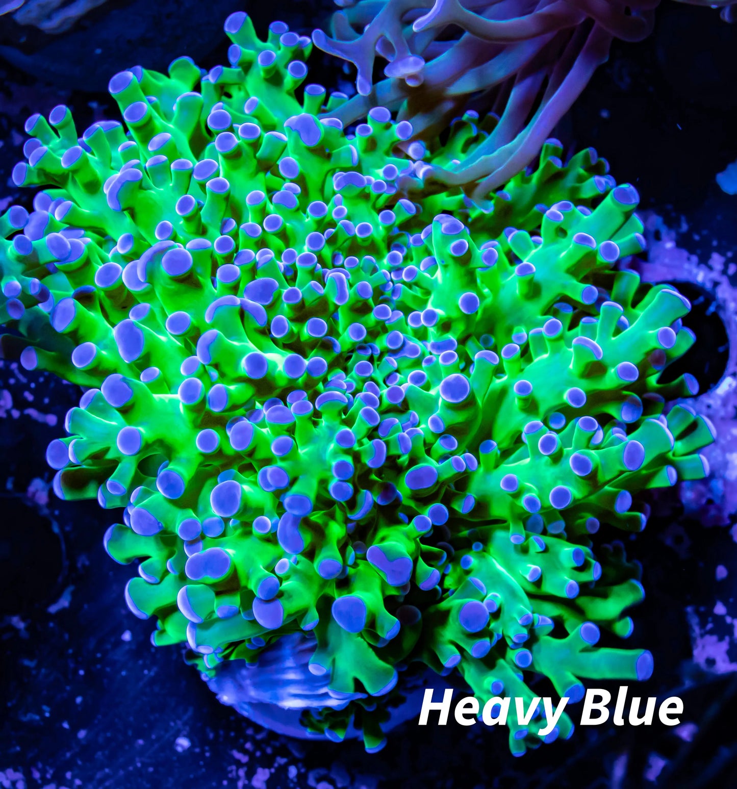 Frogspawn Coral - Ultra Blue Tip Toxic Green Stem WYSIWYG 5cm Frogspawn Coral - Ultra Blue Tip Toxic Green Stem WYSIWYG 5cm LPS Frogspawn Coral - Ultra Blue Tip Toxic Green Stem WYSIWYG 5cm Zeo Box Reef