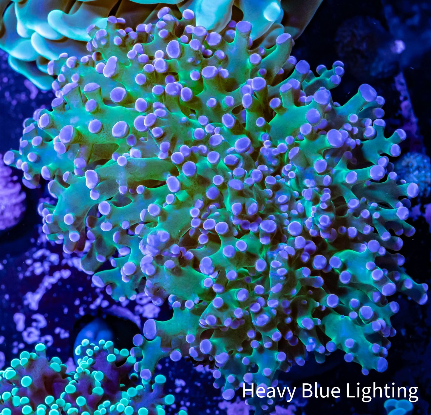 Frogspawn Coral - Ultra Blue Tip Toxic Green Stem WYSIWYG 5cm Frogspawn Coral - Ultra Blue Tip Toxic Green Stem WYSIWYG 5cm LPS Frogspawn Coral - Ultra Blue Tip Toxic Green Stem WYSIWYG 5cm Zeo Box Reef