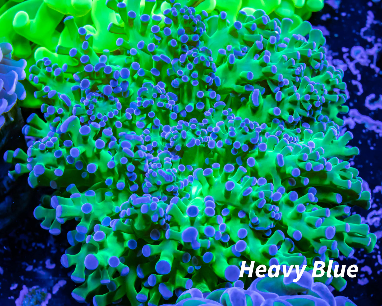 Frogspawn Coral - Ultra Blue Tip Toxic Green Stem WYSIWYG 6cm Frogspawn Coral - Ultra Blue Tip Toxic Green Stem WYSIWYG 6cm LPS Frogspawn Coral - Ultra Blue Tip Toxic Green Stem WYSIWYG 6cm Zeo Box Reef
