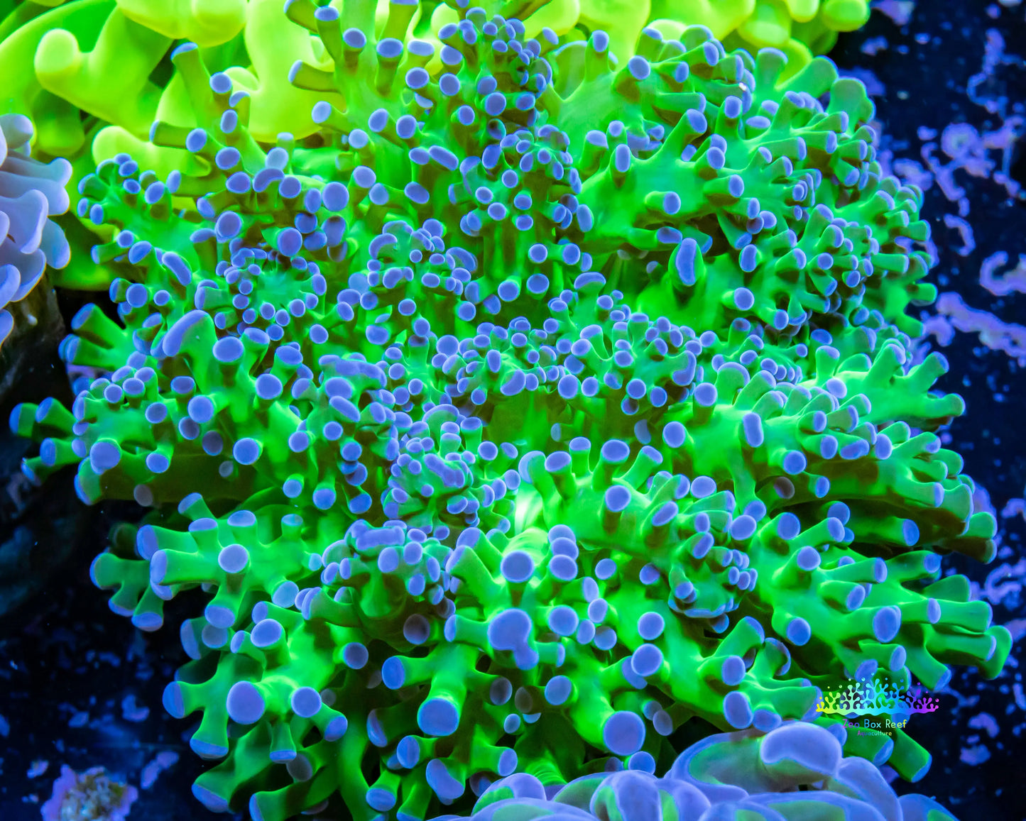 Frogspawn Coral - Ultra Blue Tip Toxic Green Stem WYSIWYG 6cm Frogspawn Coral - Ultra Blue Tip Toxic Green Stem WYSIWYG 6cm LPS Frogspawn Coral - Ultra Blue Tip Toxic Green Stem WYSIWYG 6cm Zeo Box Reef
