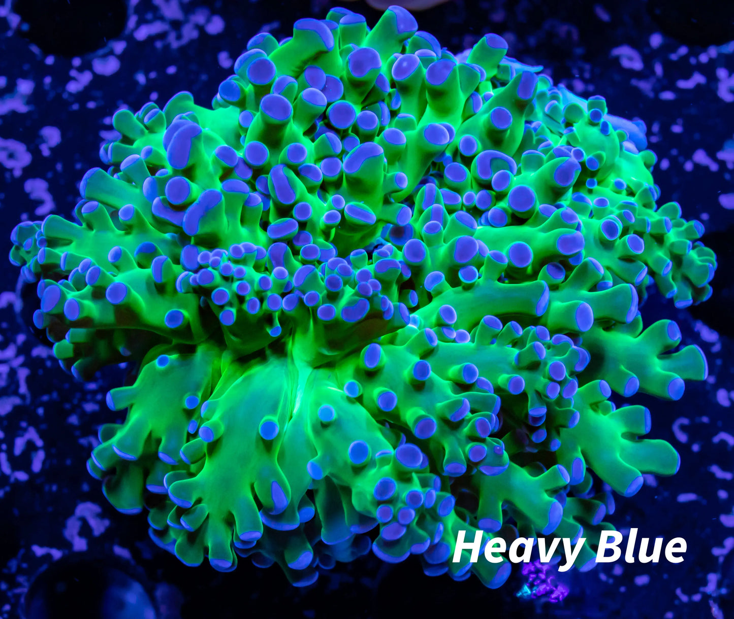 Frogspawn Coral - Ultra Blue Tip Toxic Green Stem WYSIWYG 6cm Frogspawn Coral - Ultra Blue Tip Toxic Green Stem WYSIWYG 6cm LPS Frogspawn Coral - Ultra Blue Tip Toxic Green Stem WYSIWYG 6cm Zeo Box Reef