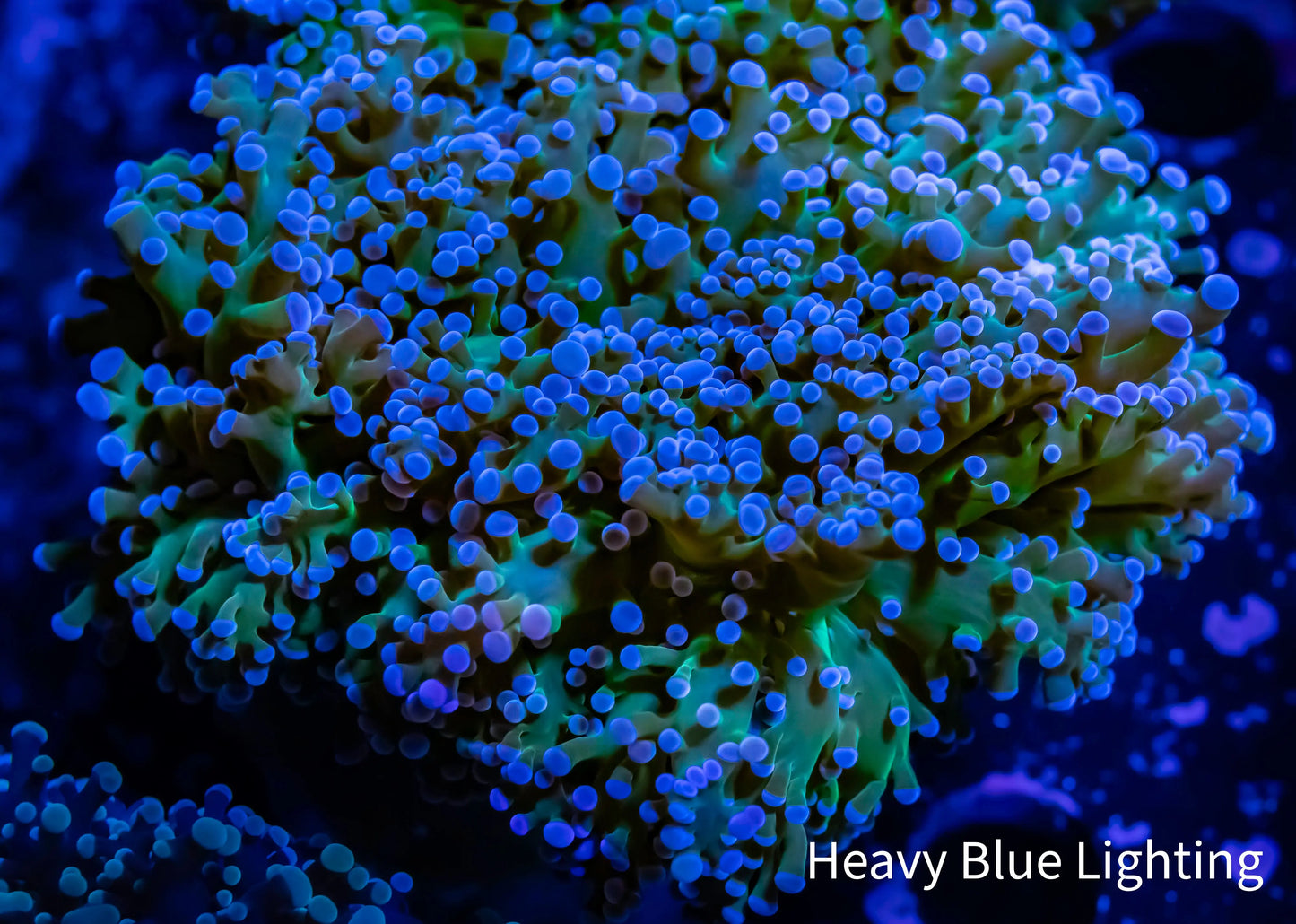 Frogspawn Coral - Ultra Blue Tip Toxic Green Stem WYSIWYG 6cm Frogspawn Coral - Ultra Blue Tip Toxic Green Stem WYSIWYG 6cm LPS Frogspawn Coral - Ultra Blue Tip Toxic Green Stem WYSIWYG 6cm Zeo Box Reef