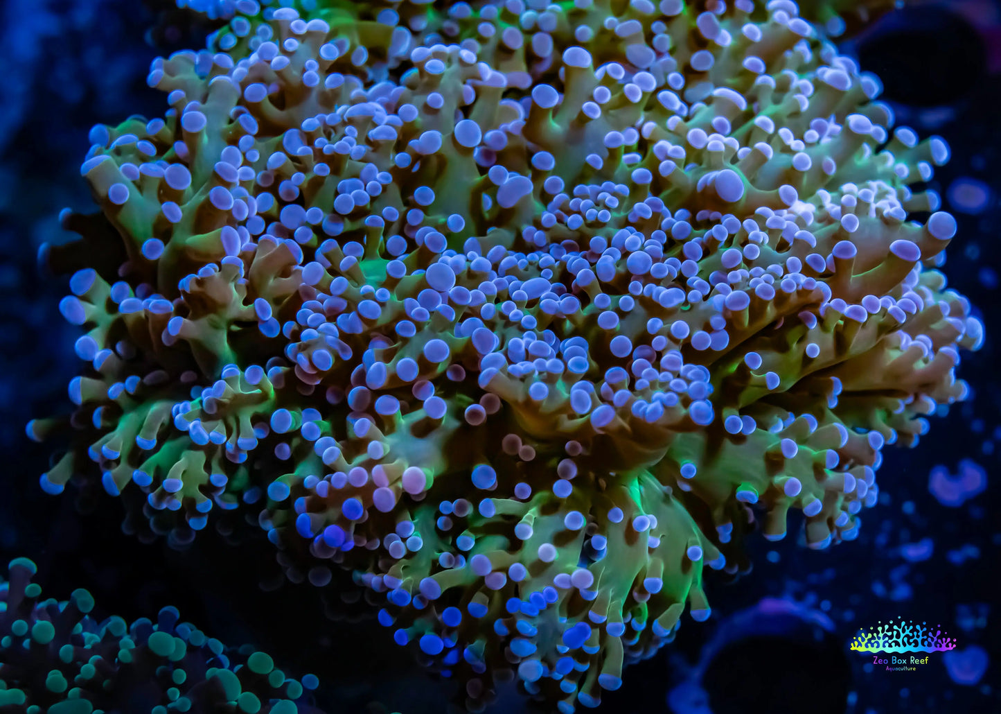 Frogspawn Coral - Ultra Blue Tip Toxic Green Stem WYSIWYG 6cm Frogspawn Coral - Ultra Blue Tip Toxic Green Stem WYSIWYG 6cm LPS Frogspawn Coral - Ultra Blue Tip Toxic Green Stem WYSIWYG 6cm Zeo Box Reef