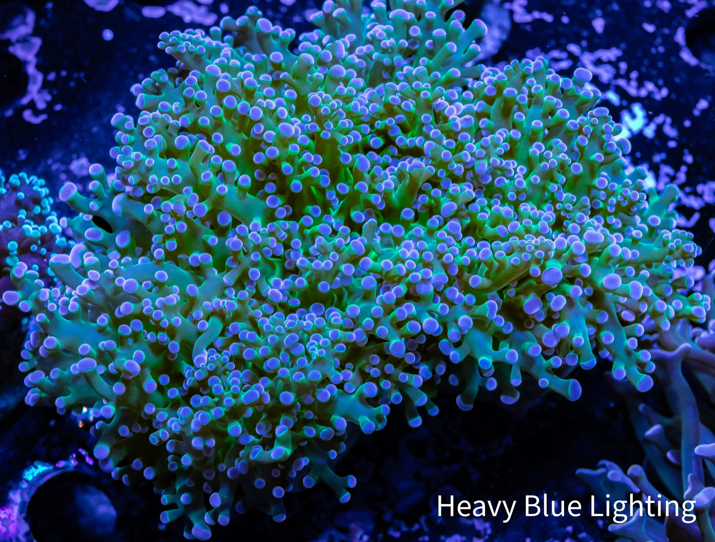Frogspawn Coral - Ultra Blue Tip Toxic Green Stem WYSIWYG 7cm Frogspawn Coral - Ultra Blue Tip Toxic Green Stem WYSIWYG 7cm LPS Frogspawn Coral - Ultra Blue Tip Toxic Green Stem WYSIWYG 7cm Zeo Box Reef