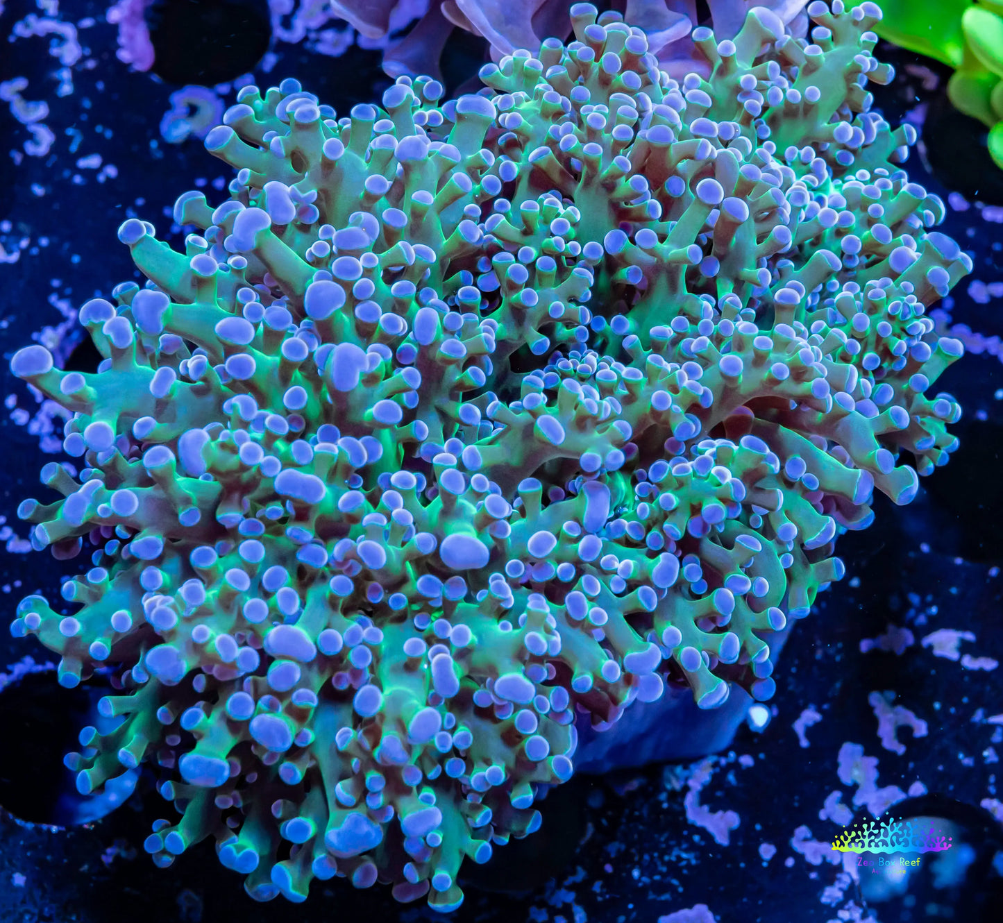 Frogspawn Coral - Ultra Blue Tip Toxic Green Stem WYSIWYG 9cm Frogspawn Coral - Ultra Blue Tip Toxic Green Stem WYSIWYG 9cm LPS Frogspawn Coral - Ultra Blue Tip Toxic Green Stem WYSIWYG 9cm Zeo Box Reef