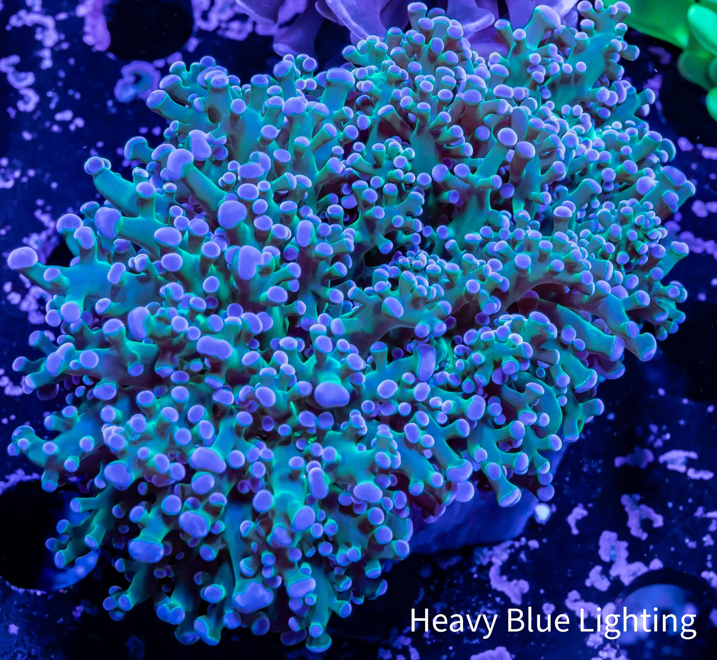 Frogspawn Coral - Ultra Blue Tip Toxic Green Stem WYSIWYG 9cm Frogspawn Coral - Ultra Blue Tip Toxic Green Stem WYSIWYG 9cm LPS Frogspawn Coral - Ultra Blue Tip Toxic Green Stem WYSIWYG 9cm Zeo Box Reef