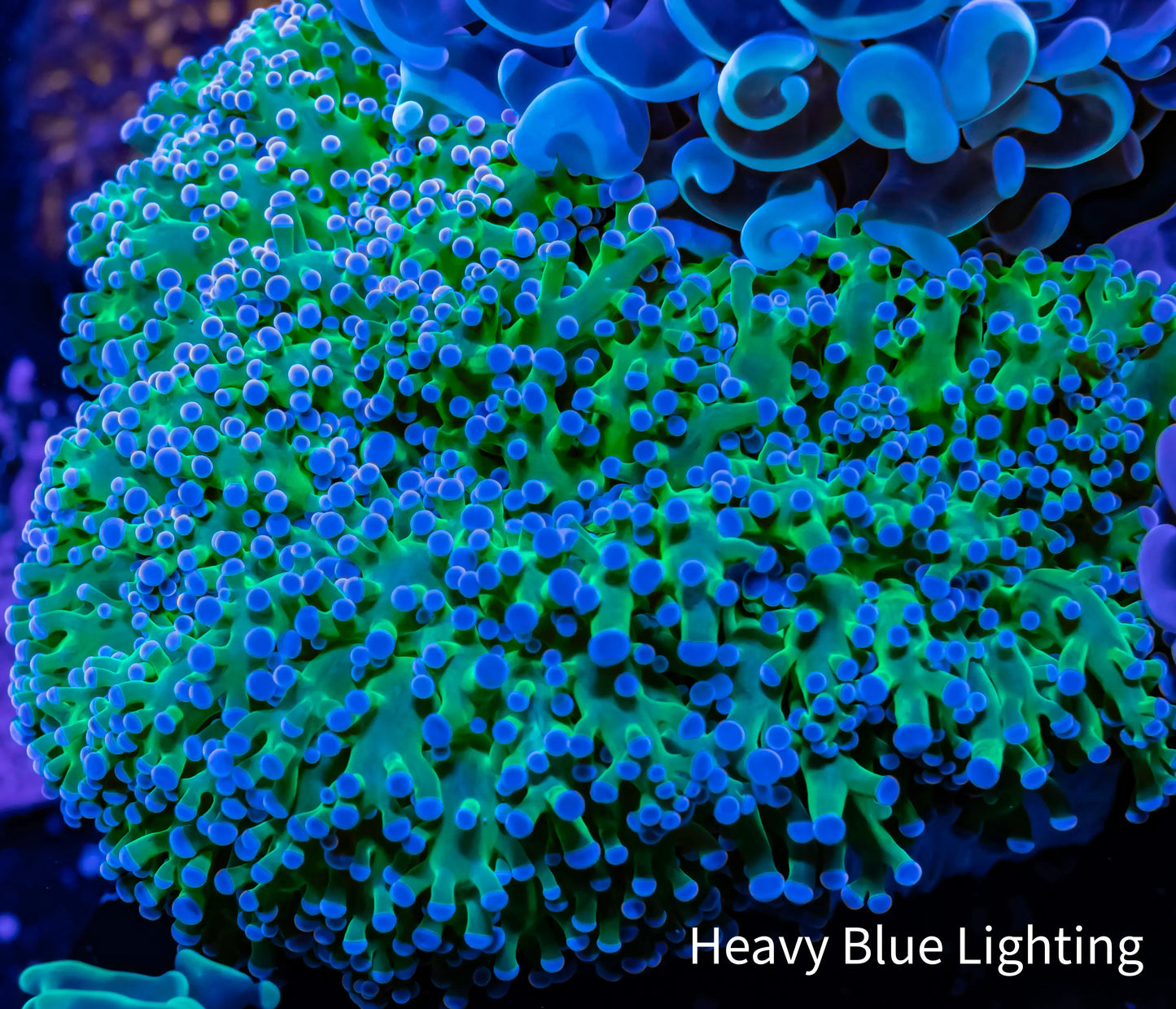 Frogspawn Coral - Ultra Blue Tip Toxic Green Stem WYSIWYG 9cm Frogspawn Coral - Ultra Blue Tip Toxic Green Stem WYSIWYG 9cm LPS Frogspawn Coral - Ultra Blue Tip Toxic Green Stem WYSIWYG 9cm Zeo Box Reef