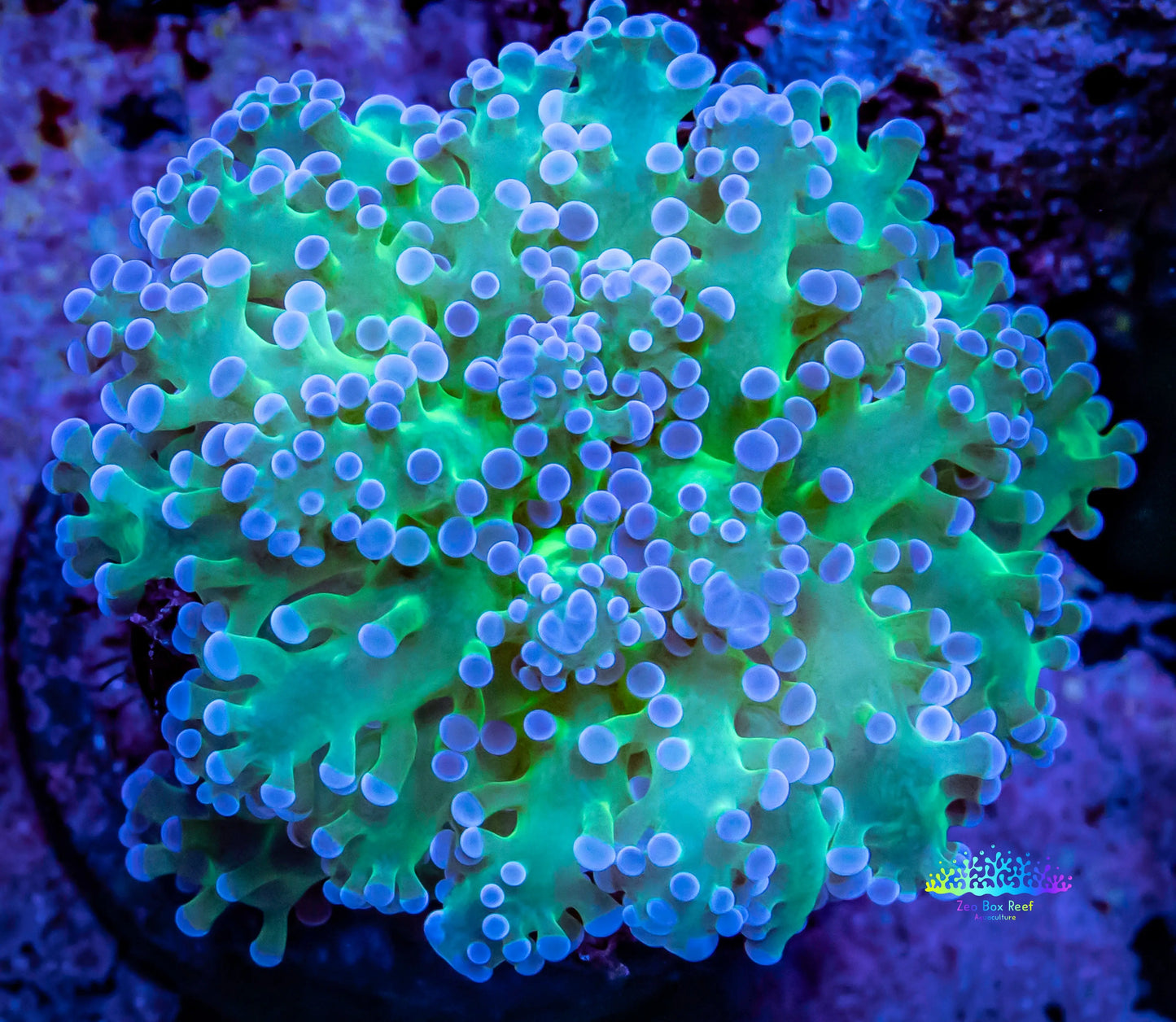Frogspawn Coral - WYSIWYG 4cm Frogspawn Coral - WYSIWYG 4cm LPS Frogspawn Coral - WYSIWYG 4cm Zeo Box Reef