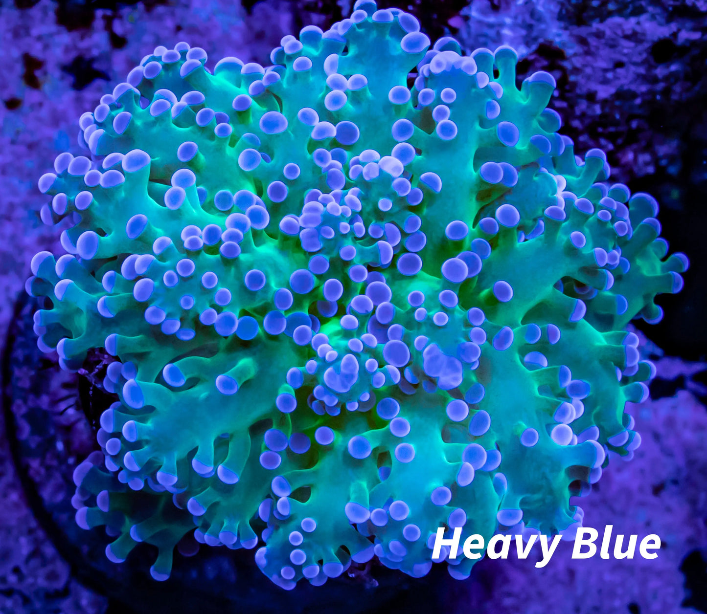 Frogspawn Coral - WYSIWYG 4cm Frogspawn Coral - WYSIWYG 4cm LPS Frogspawn Coral - WYSIWYG 4cm Zeo Box Reef
