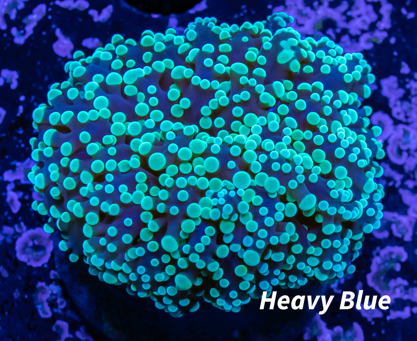 Frogspawn Coral - WYSIWYG 4cm Frogspawn Coral - WYSIWYG 4cm LPS Frogspawn Coral - WYSIWYG 4cm Zeo Box Reef