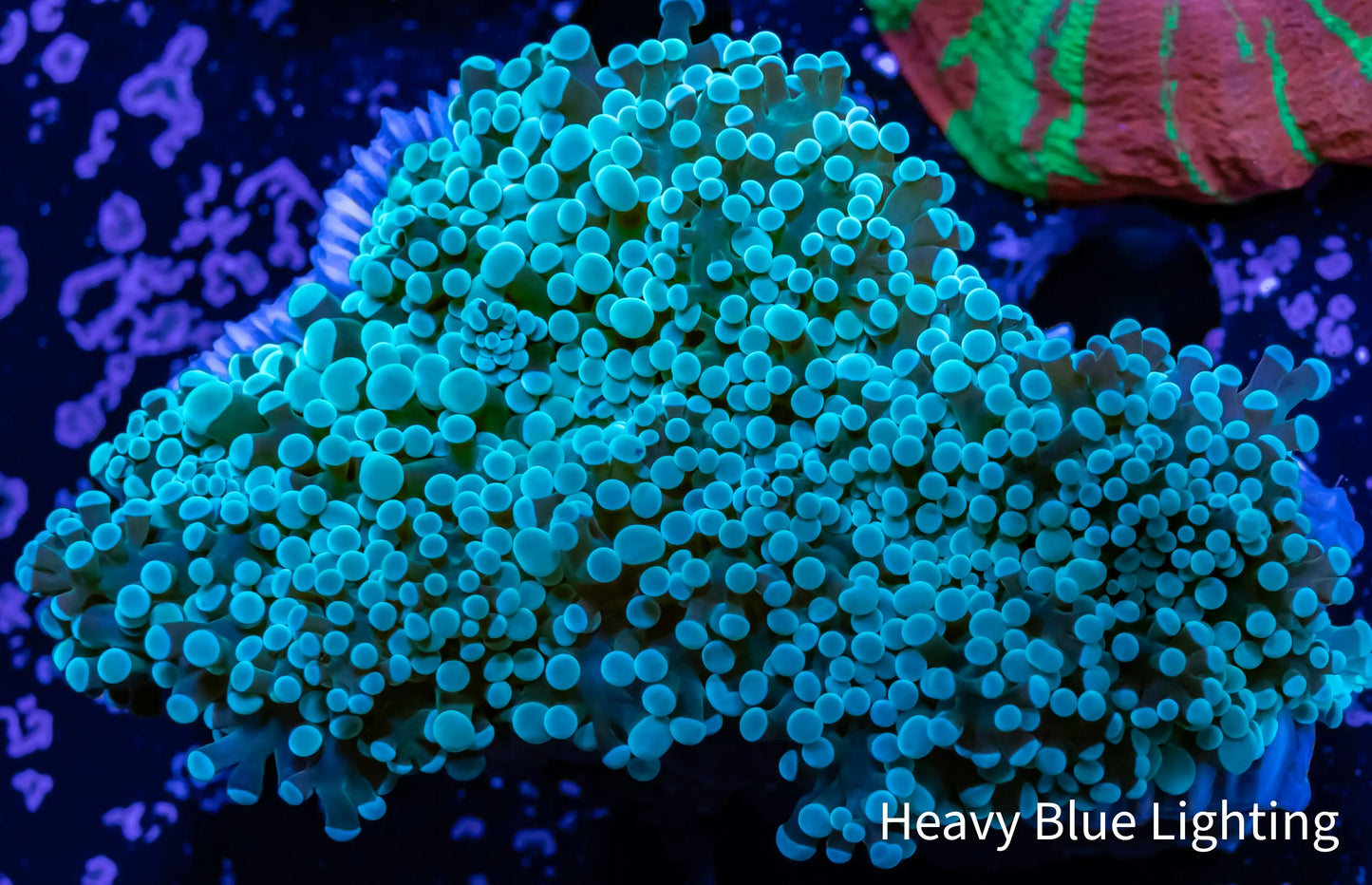 Frogspawn Coral - WYSIWYG 5cm Frogspawn Coral - WYSIWYG 5cm LPS Frogspawn Coral - WYSIWYG 5cm Zeo Box Reef