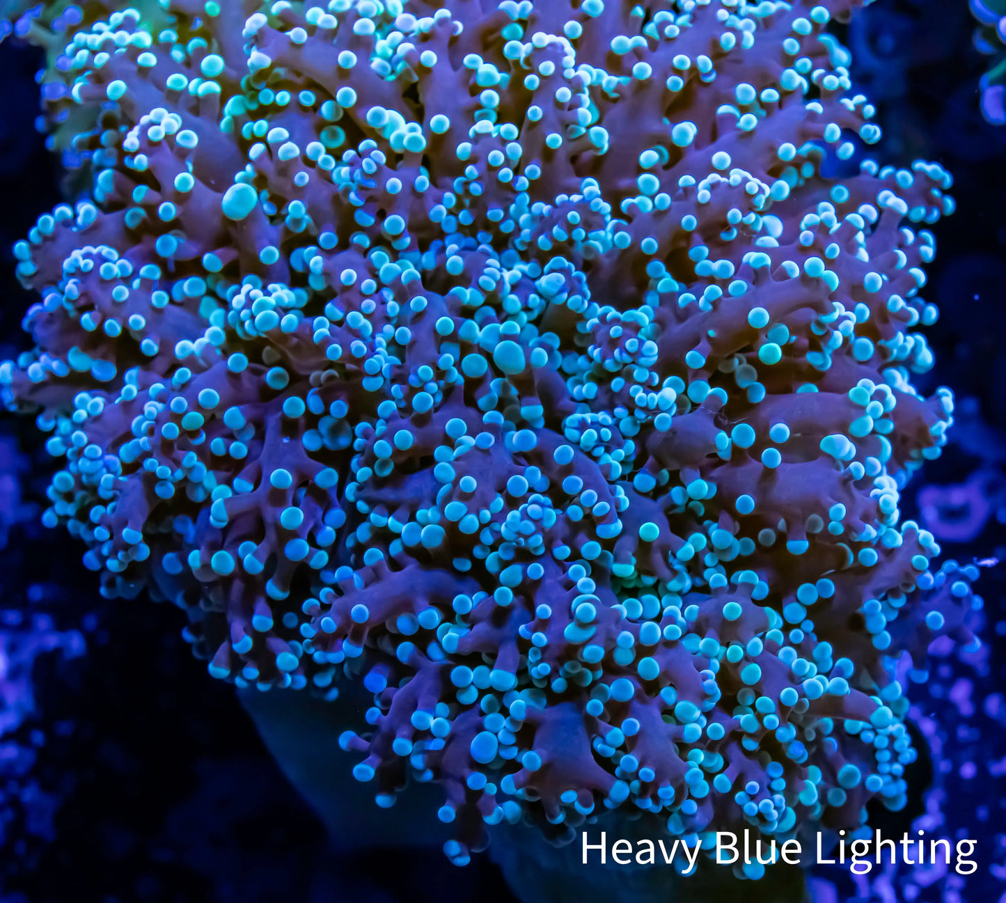 Frogspawn Coral - Mint Green Tip 5cm WYSIWYG Frogspawn Coral - Mint Green Tip 5cm WYSIWYG LPS Frogspawn Coral - Mint Green Tip 5cm WYSIWYG Zeo Box Reef