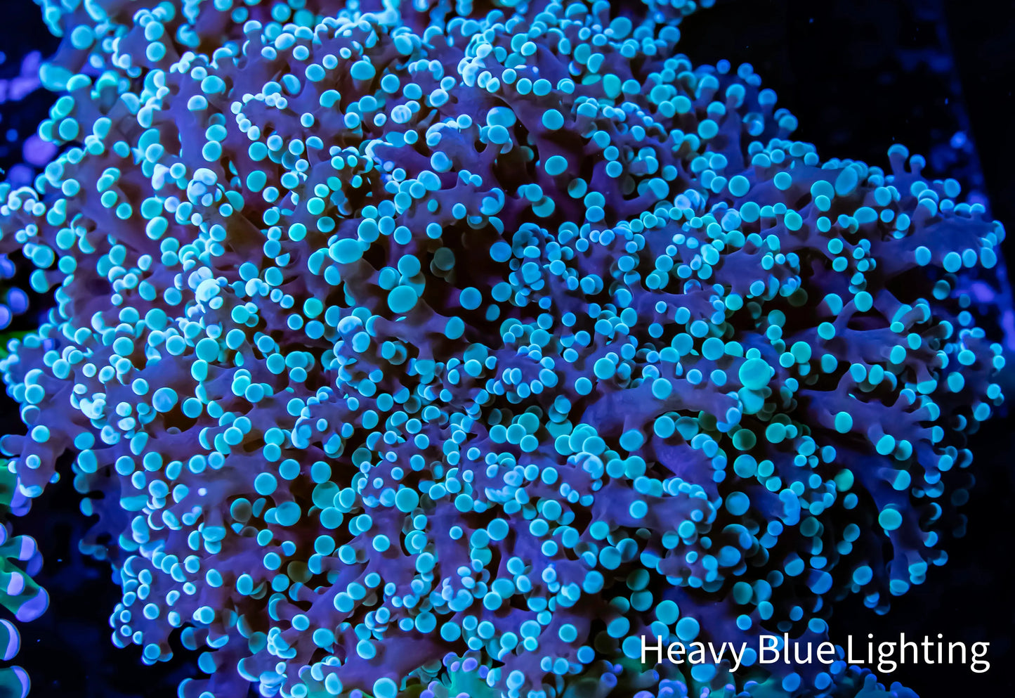 Frogspawn Coral - Mint Green Tip 5cm WYSIWYG Frogspawn Coral - Mint Green Tip 5cm WYSIWYG LPS Frogspawn Coral - Mint Green Tip 5cm WYSIWYG Zeo Box Reef