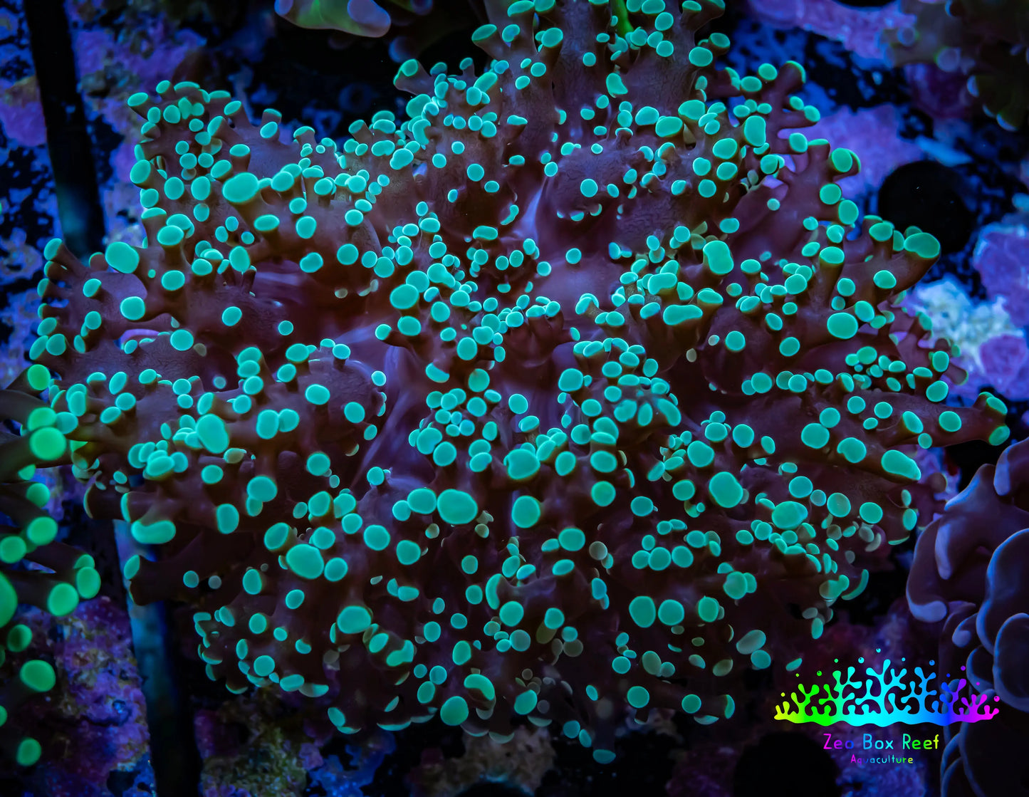 Frogspawn Coral - Mint Green Tip WYSIWYG 8cm B1R5B1 Frogspawn Coral - Mint Green Tip WYSIWYG 8cm B1R5B1 LPS Frogspawn Coral - Mint Green Tip WYSIWYG 8cm B1R5B1 Zeo Box Reef